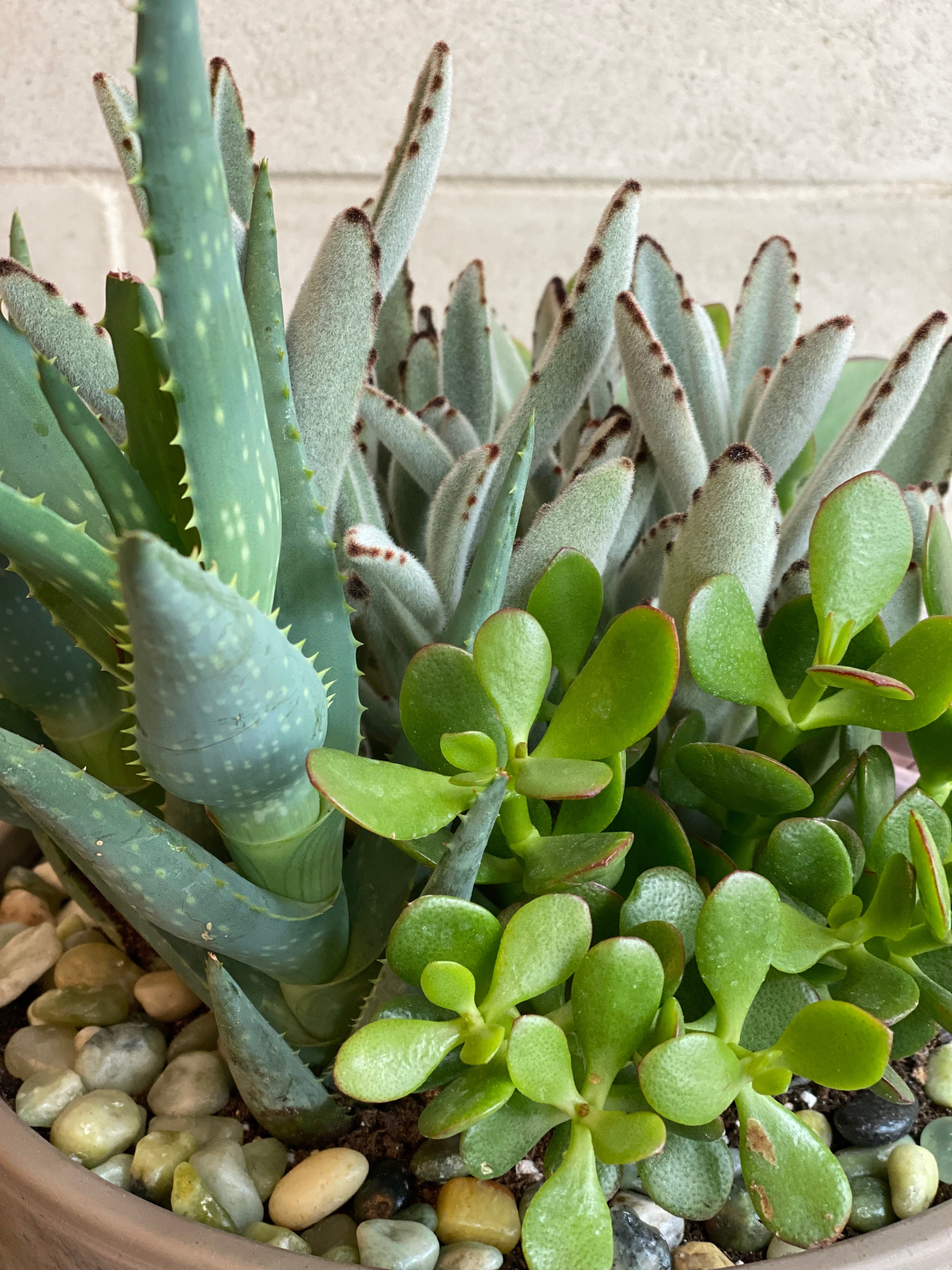 Succulent Garden Bowl