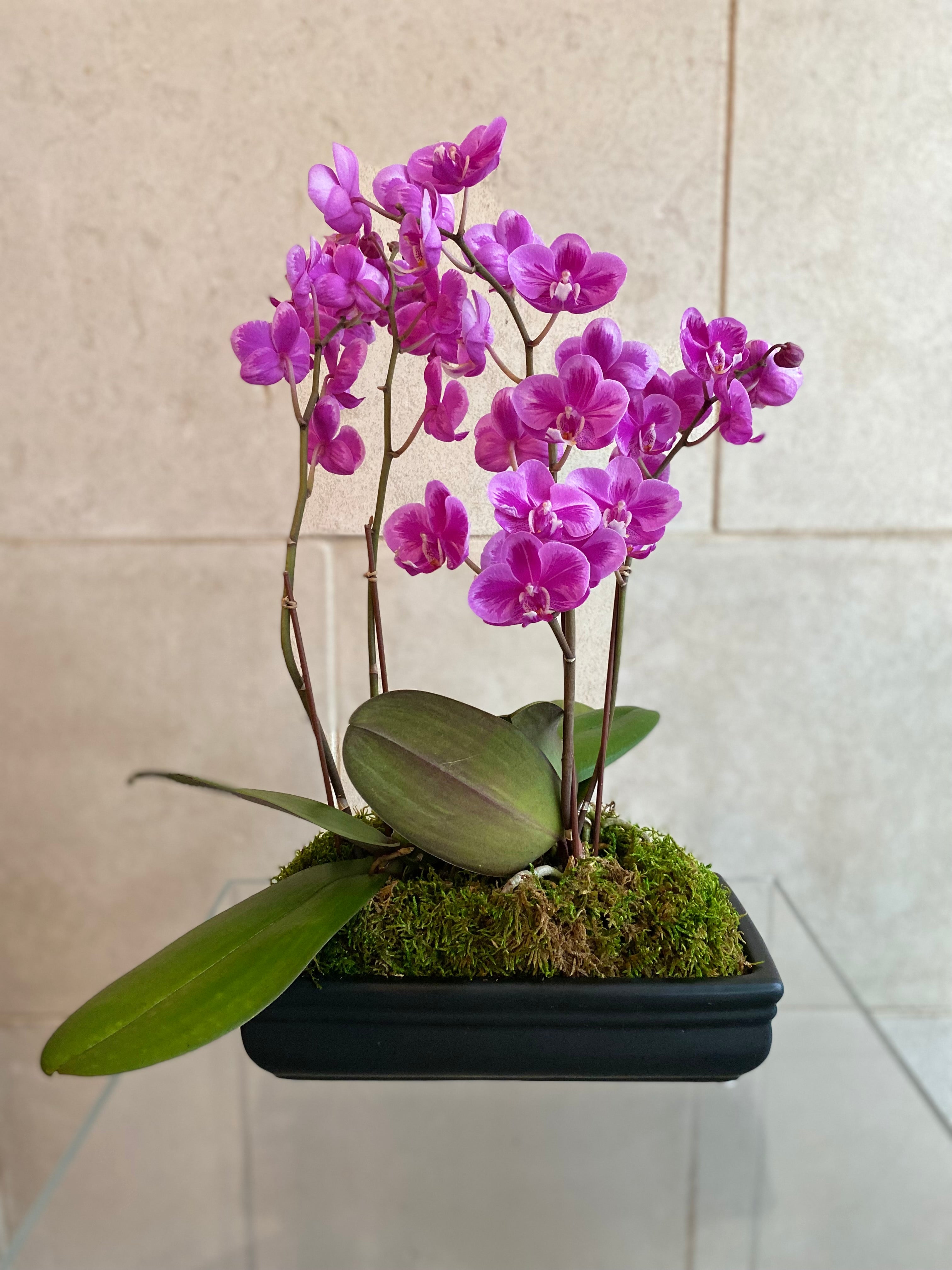 Phalaenopsis Orchid in Rectangular Planter