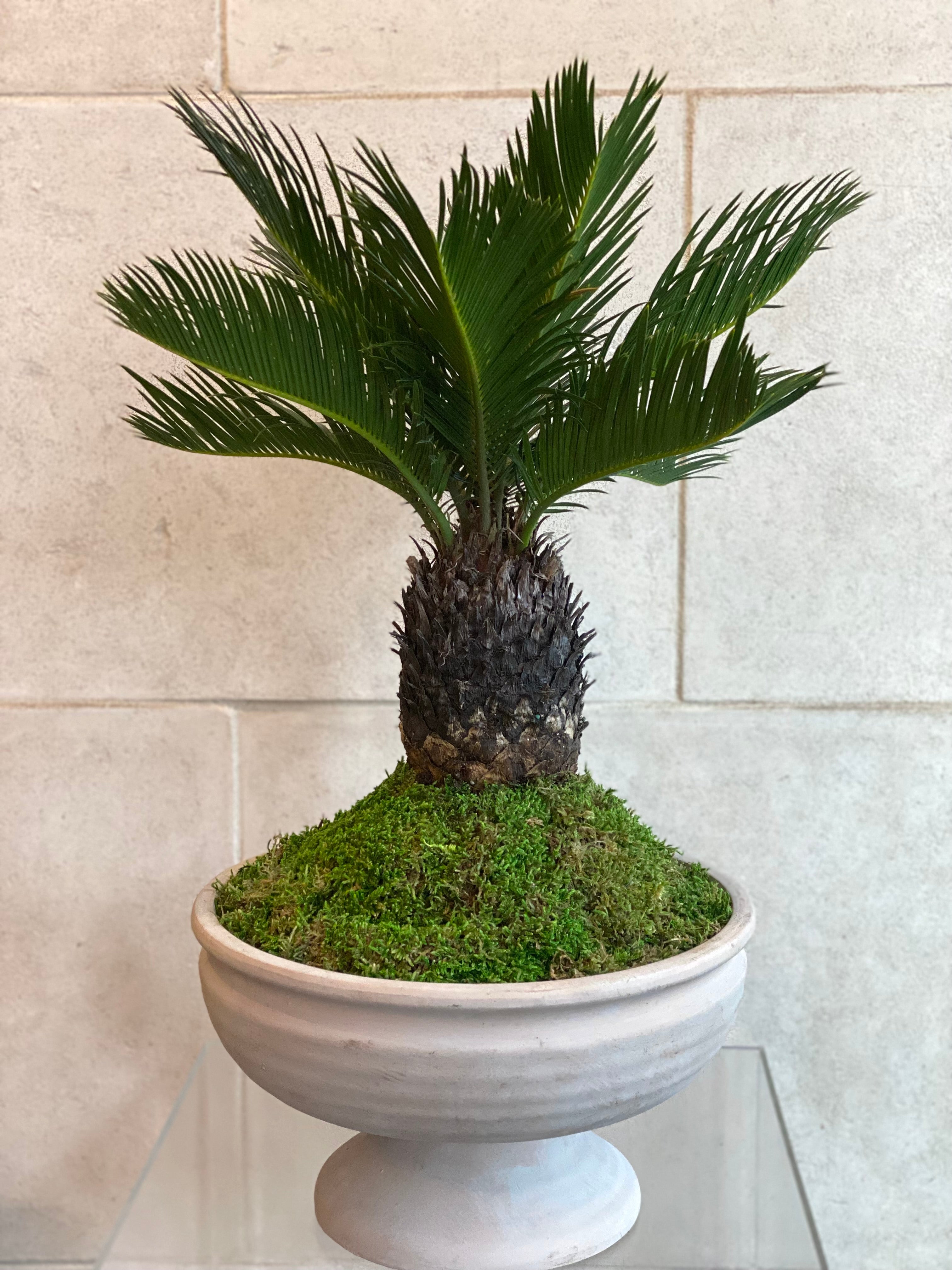 Sago Palm