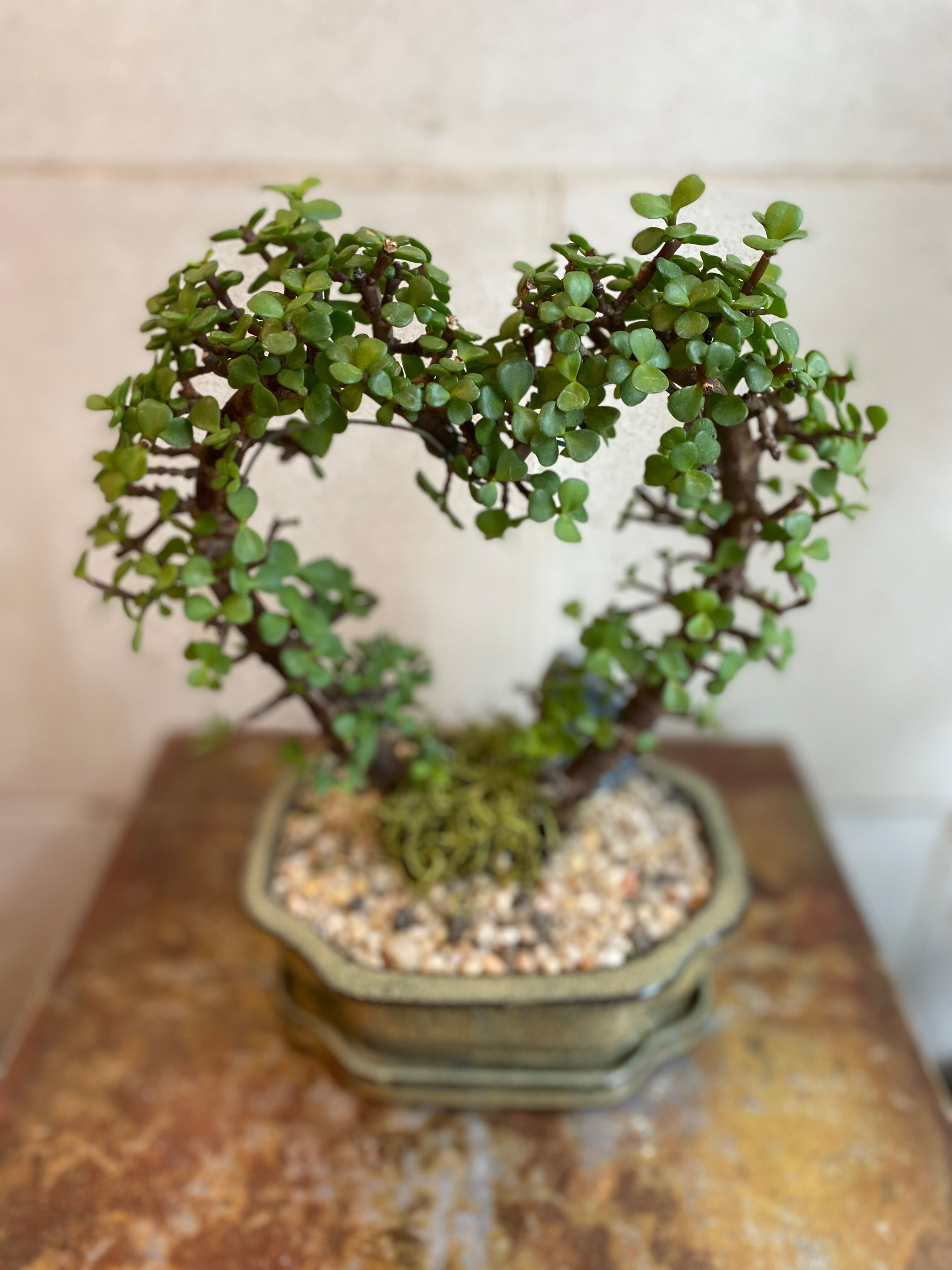 Heart Jade Bonsai