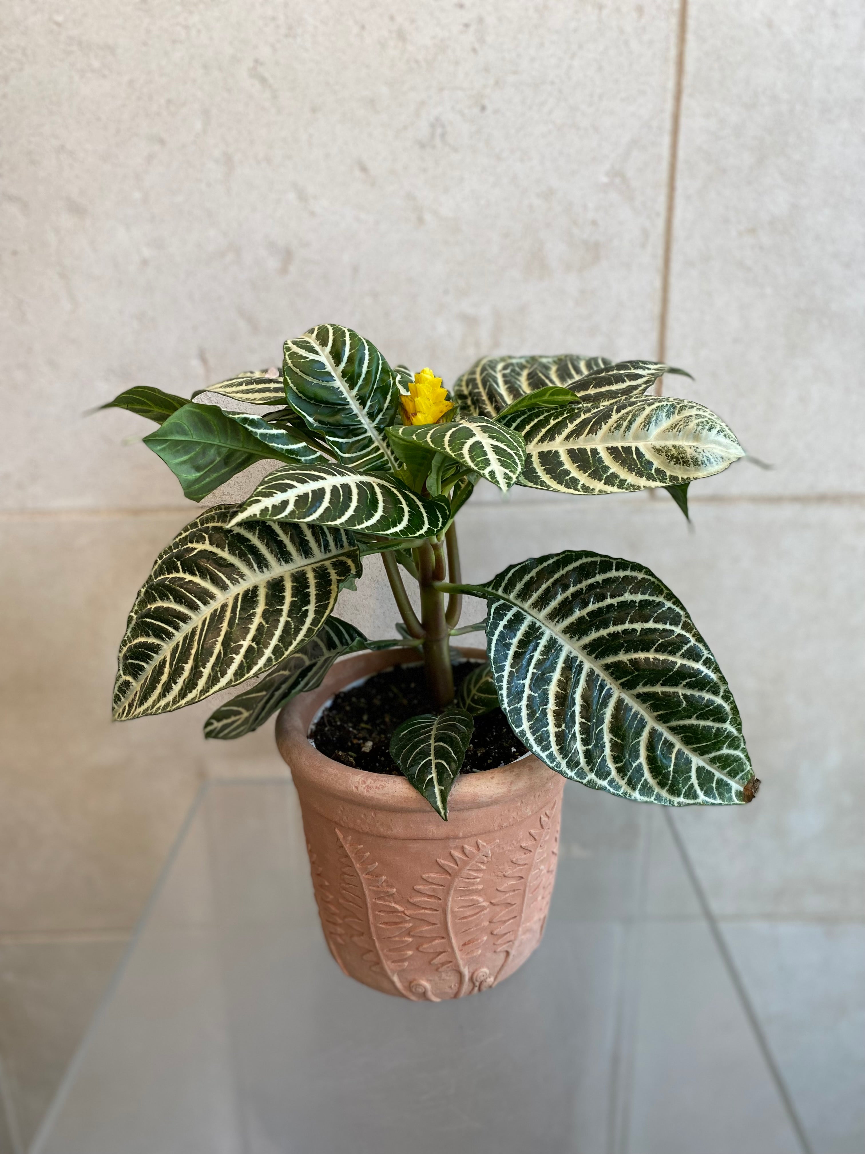 Zebra Plant