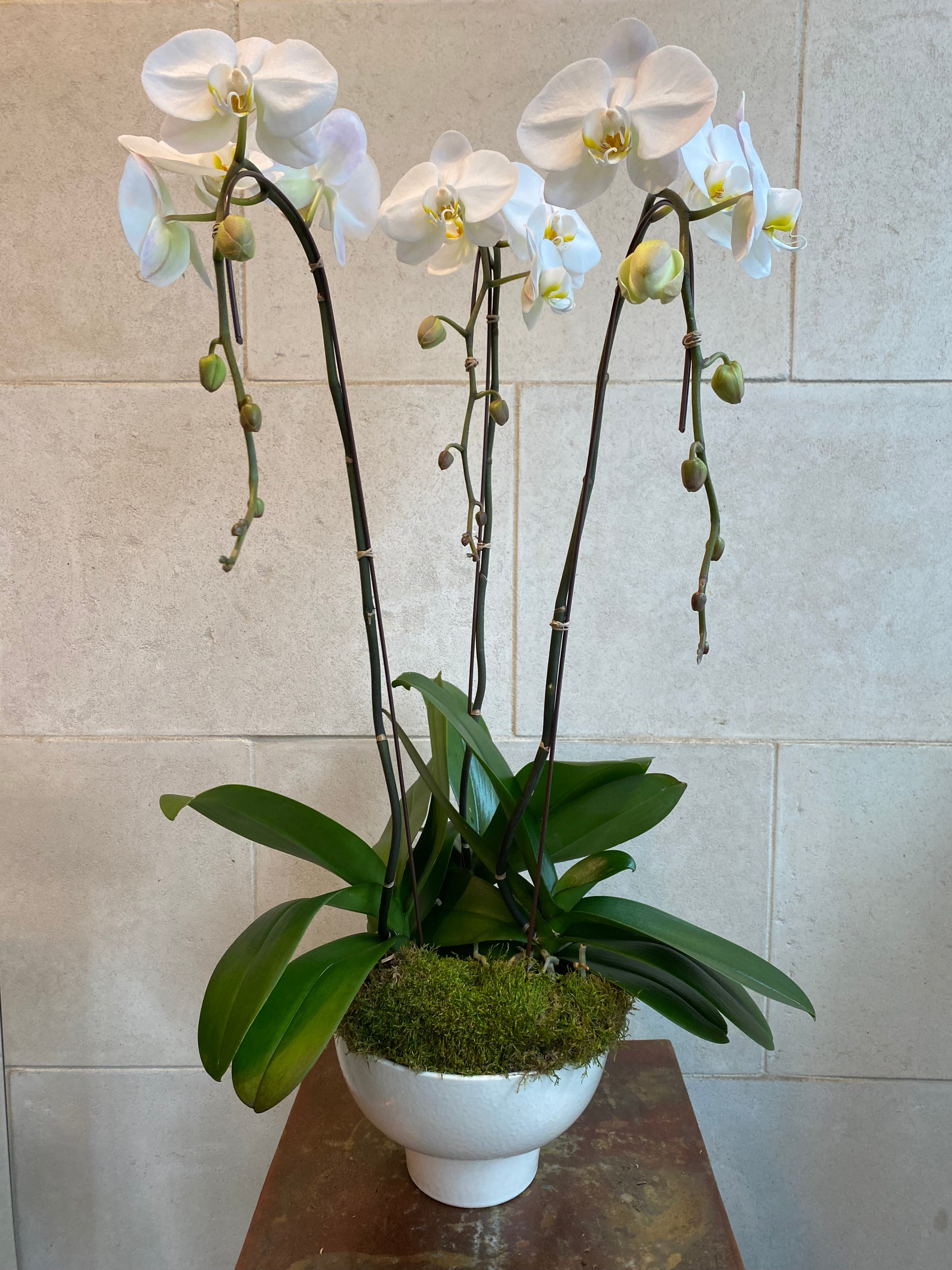 Orchid Trio
