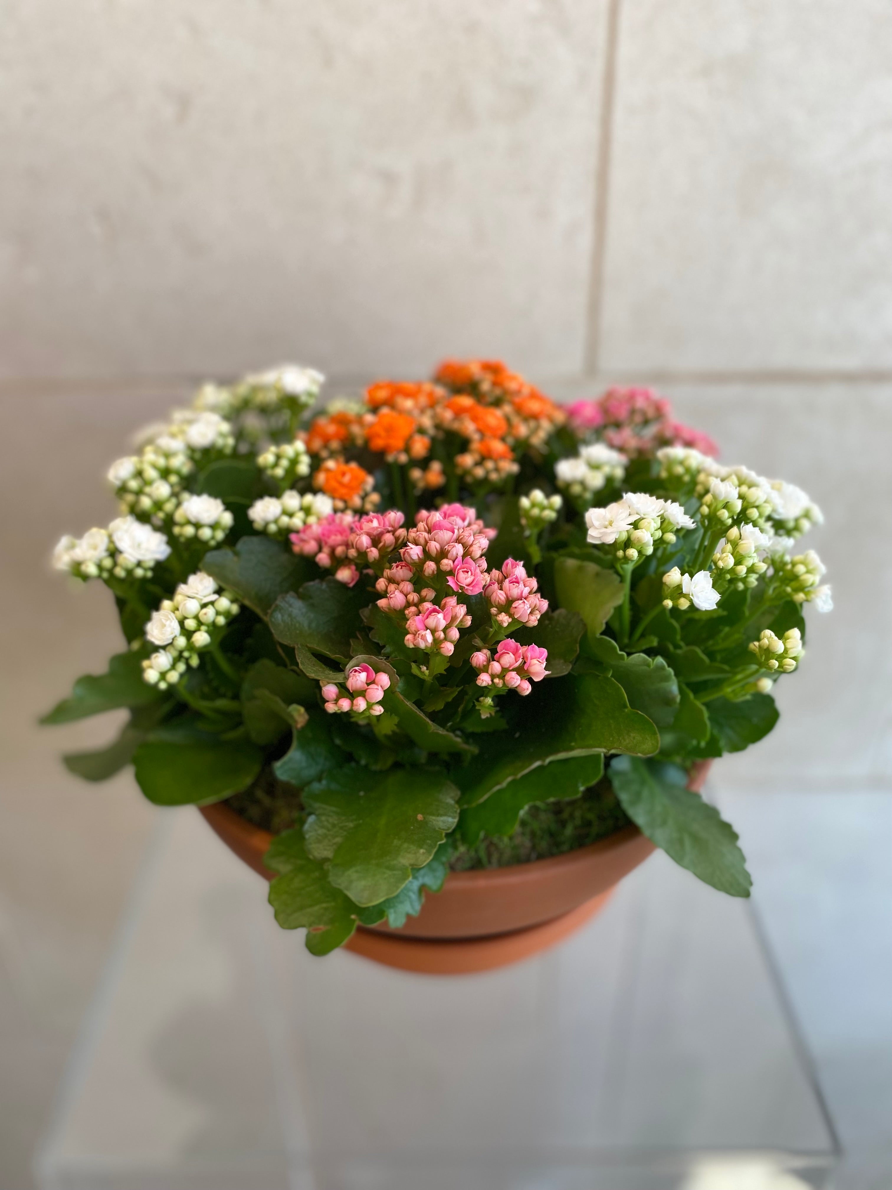 Kalanchoe Planter