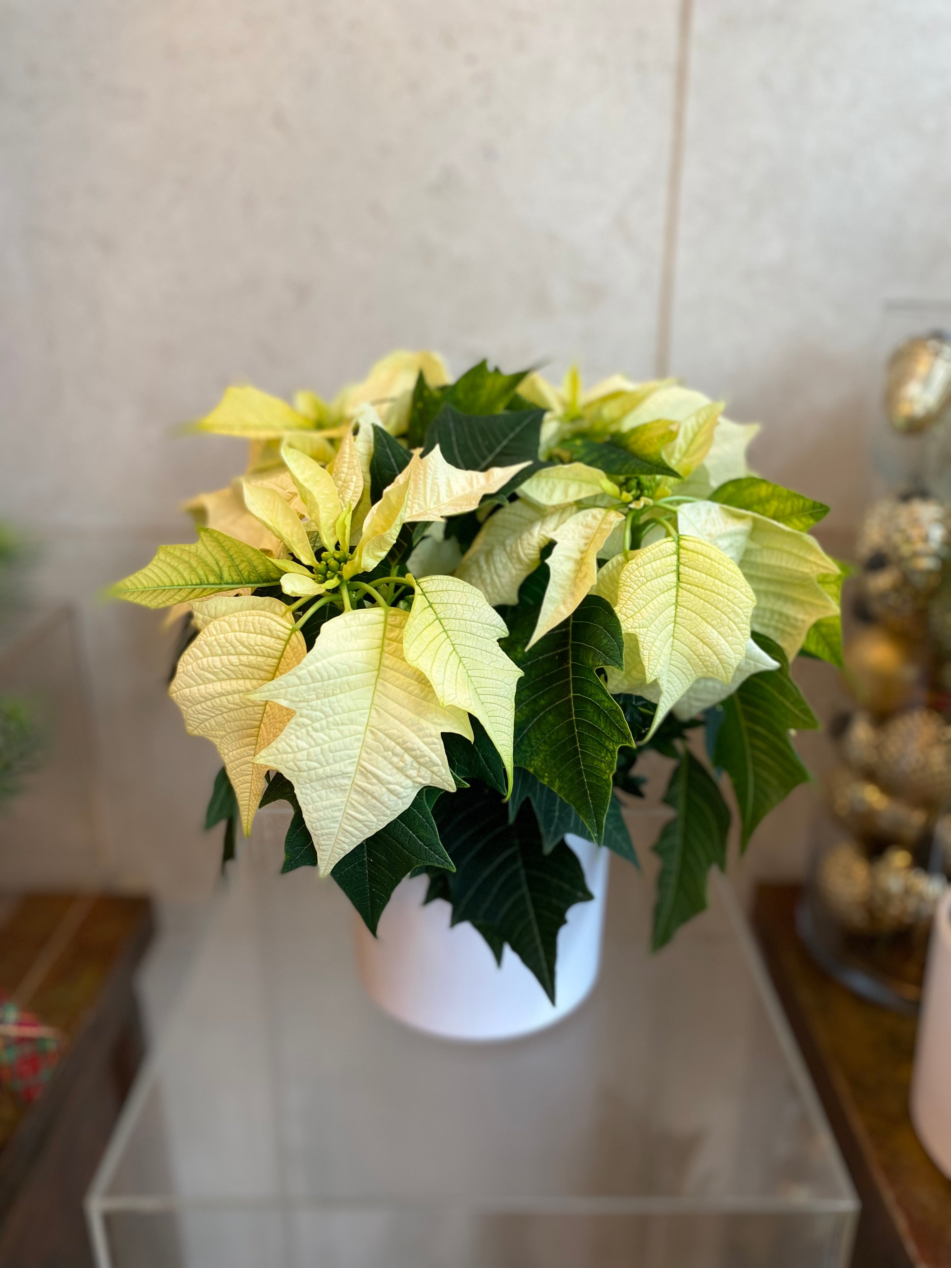 Poinsettia in Ceramic Vase