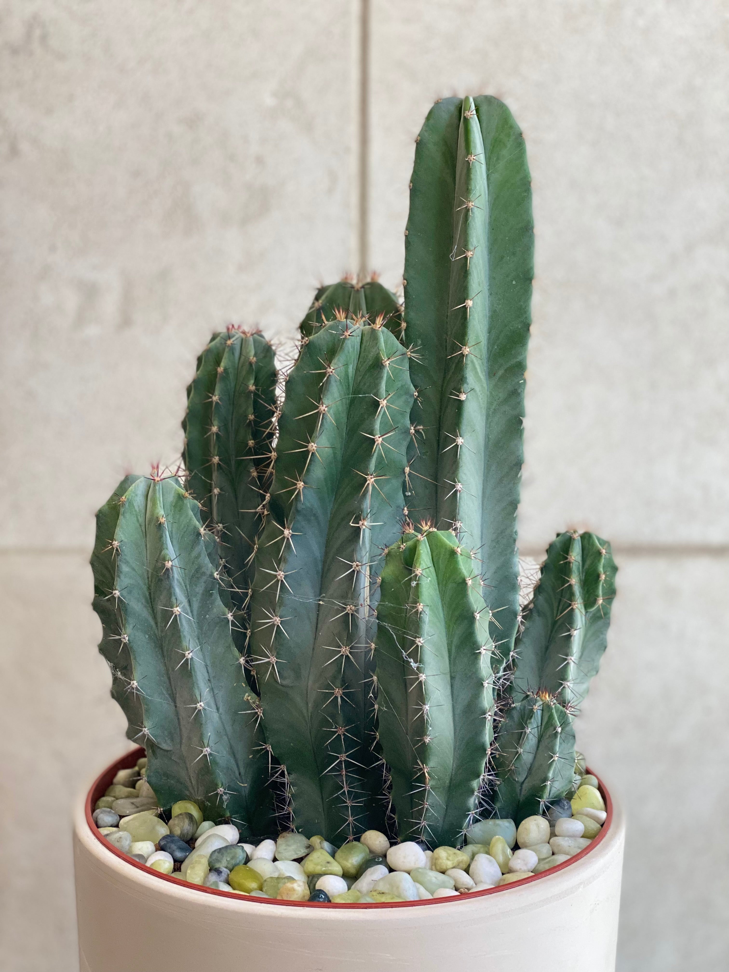 Assorted cactus in Ceramic Pot