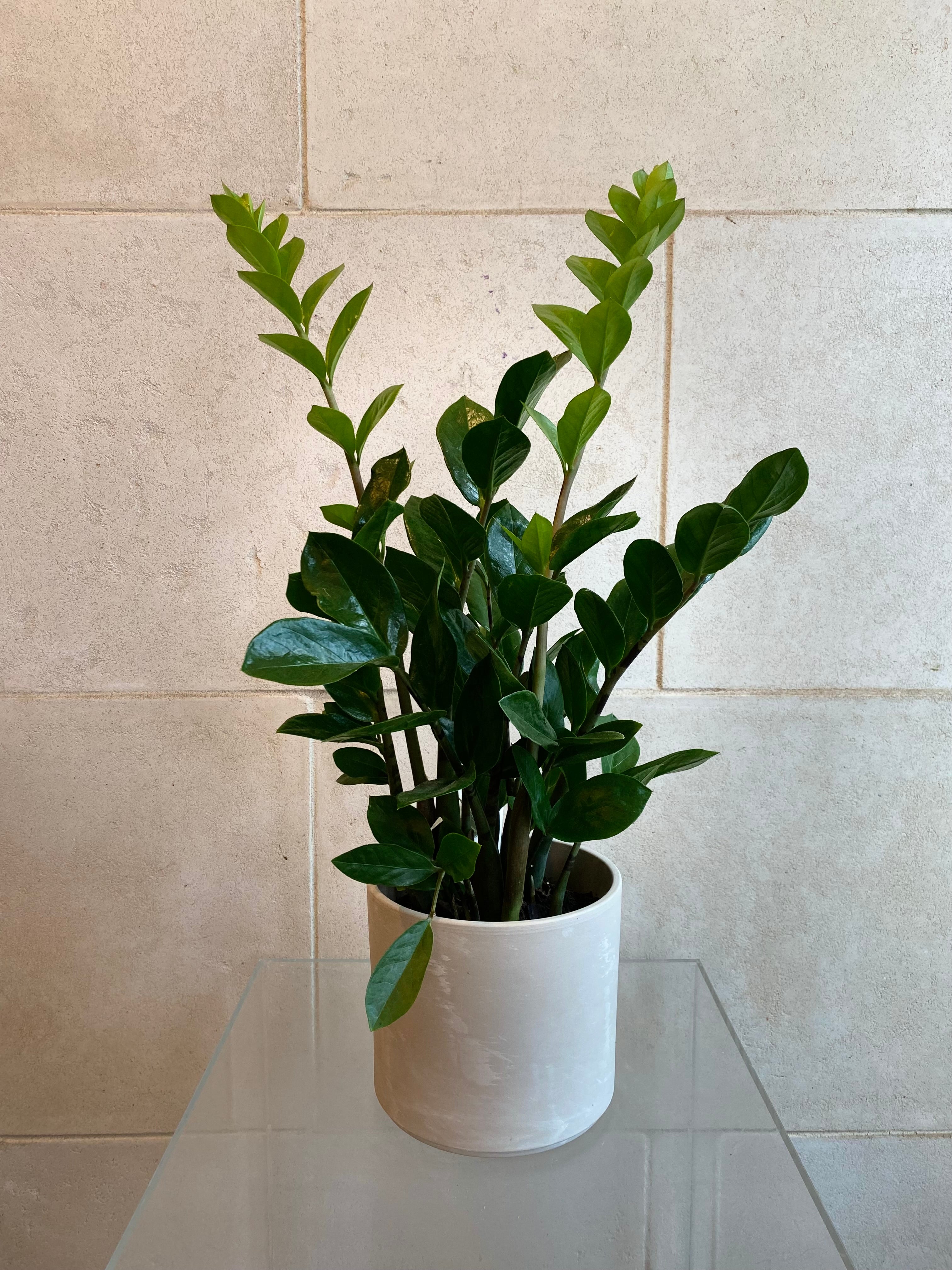 Zamia (ZZ Plant) in Ceramic Pot