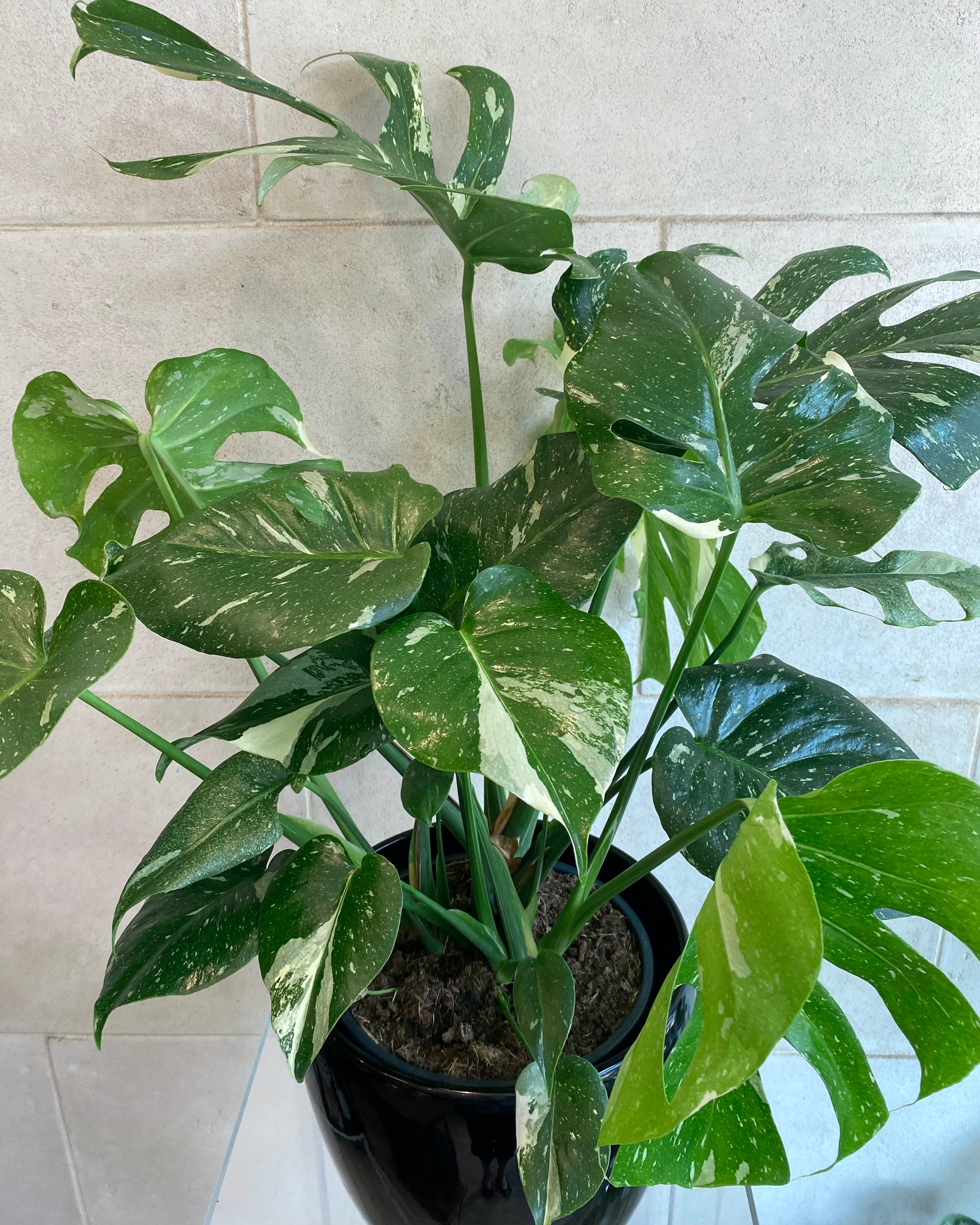 Variegated Monstera Deliciosa