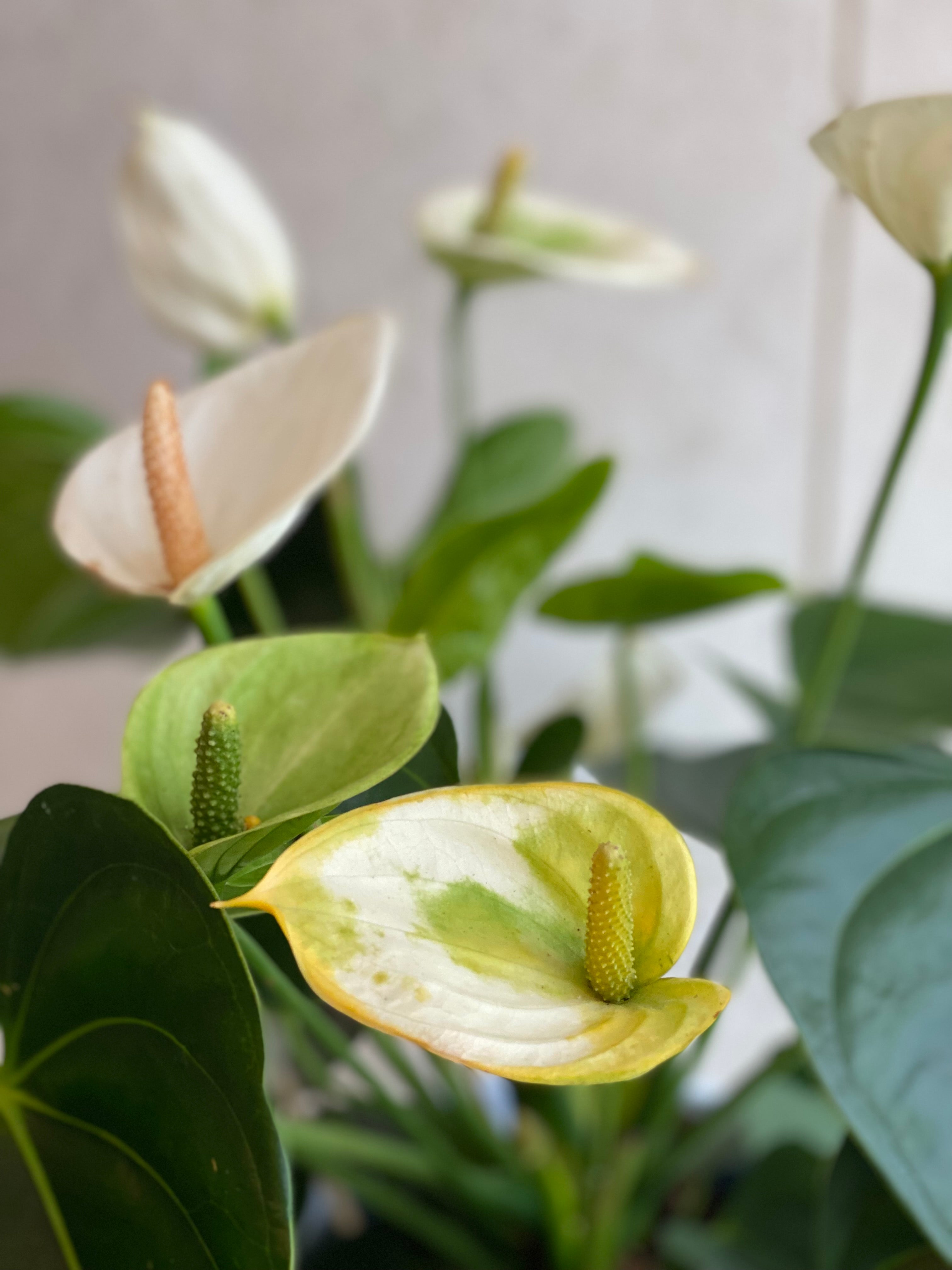 White Anthirium in Ceramic Pot