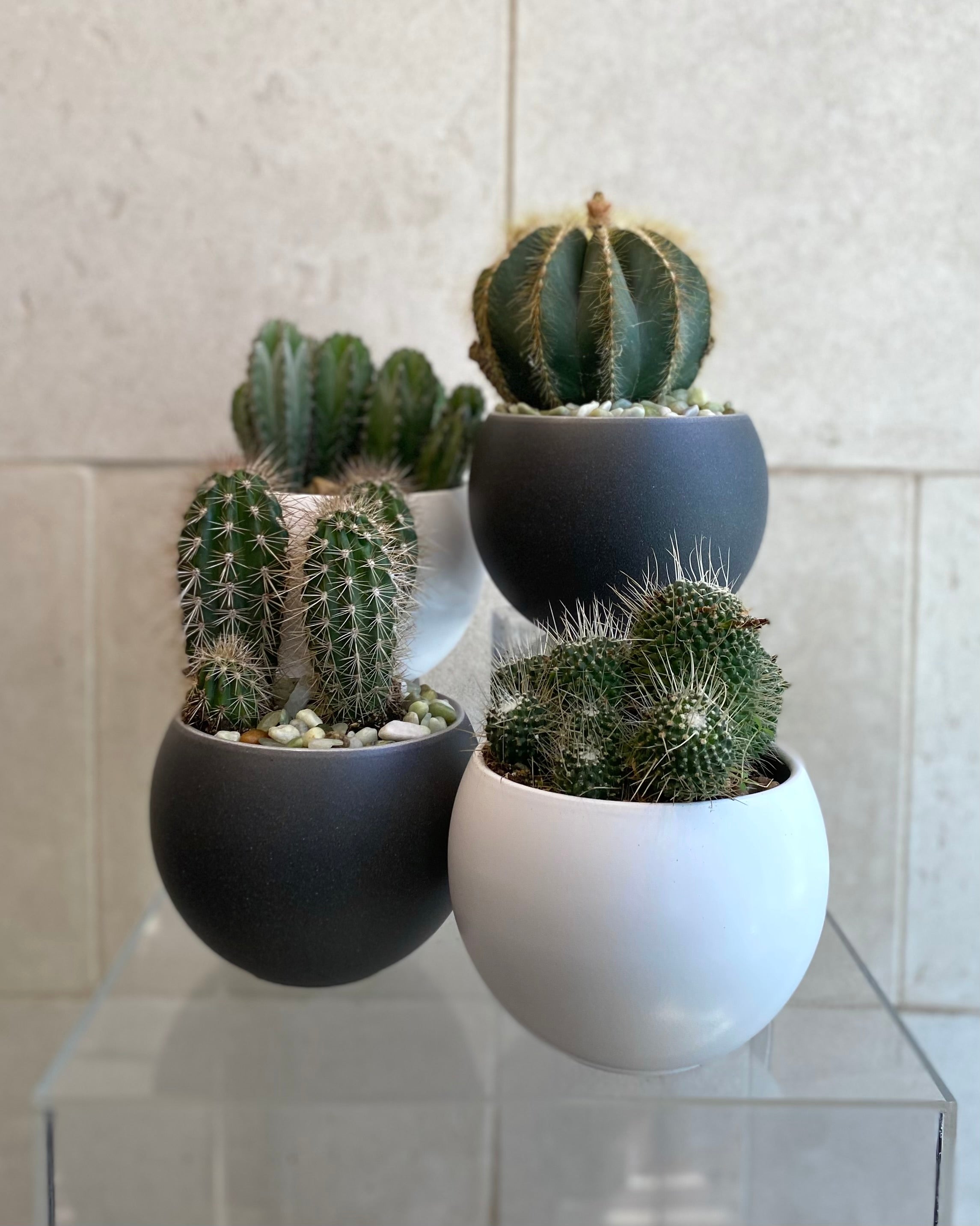 Cactus in 6” Ceramic Pots