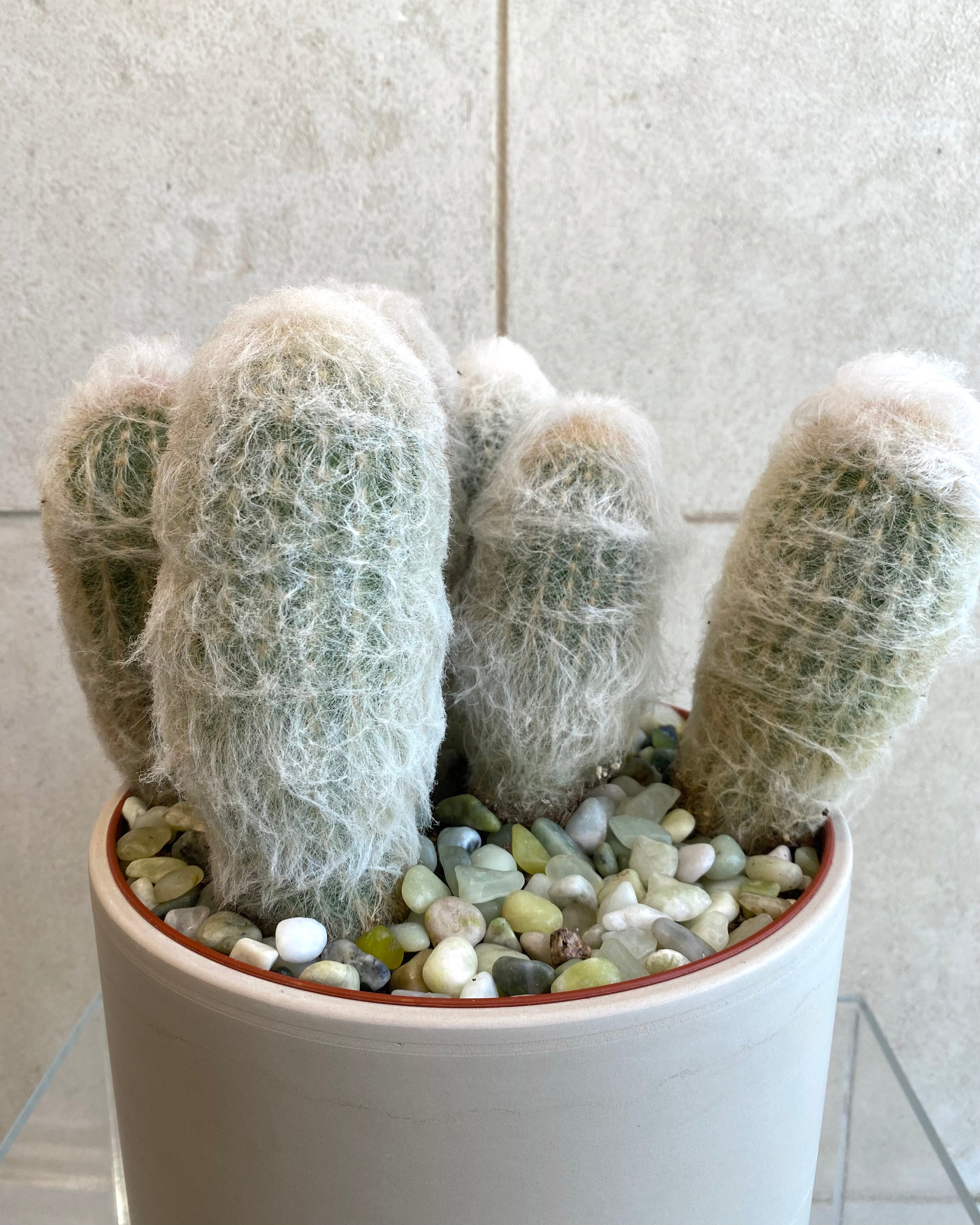 Assorted cactus in Ceramic Pot