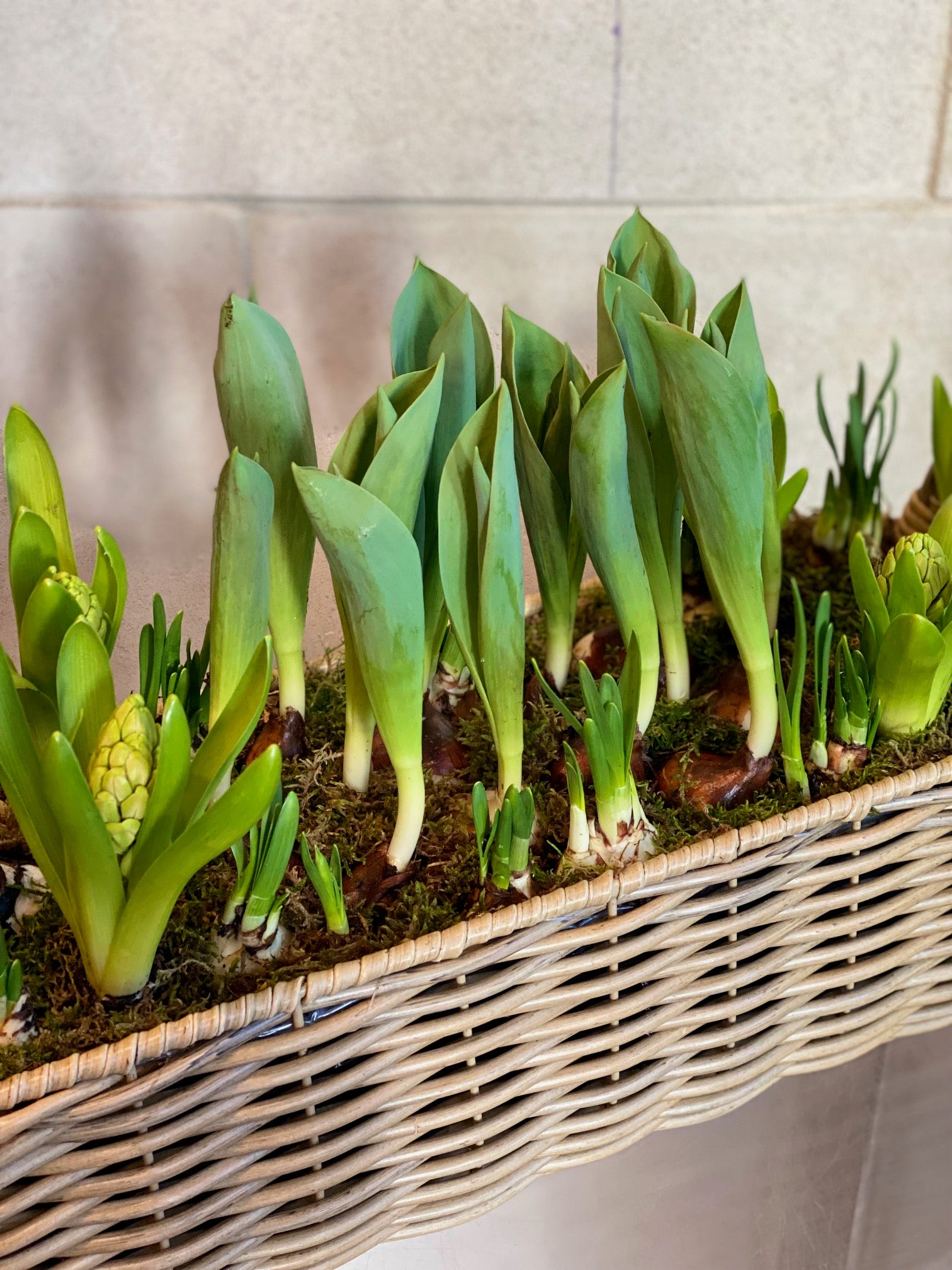 Basket Winter Bulbs