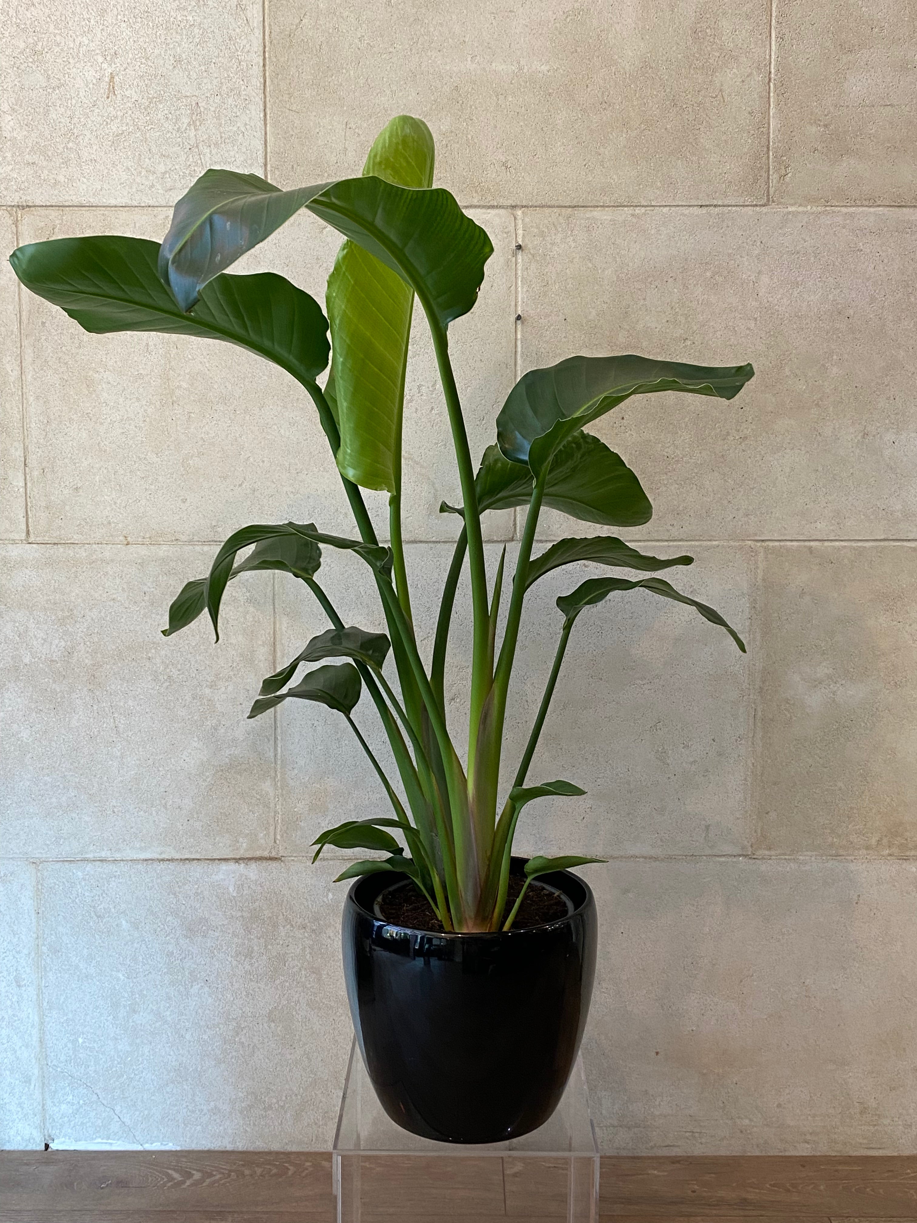 Bird of Paradise Plant