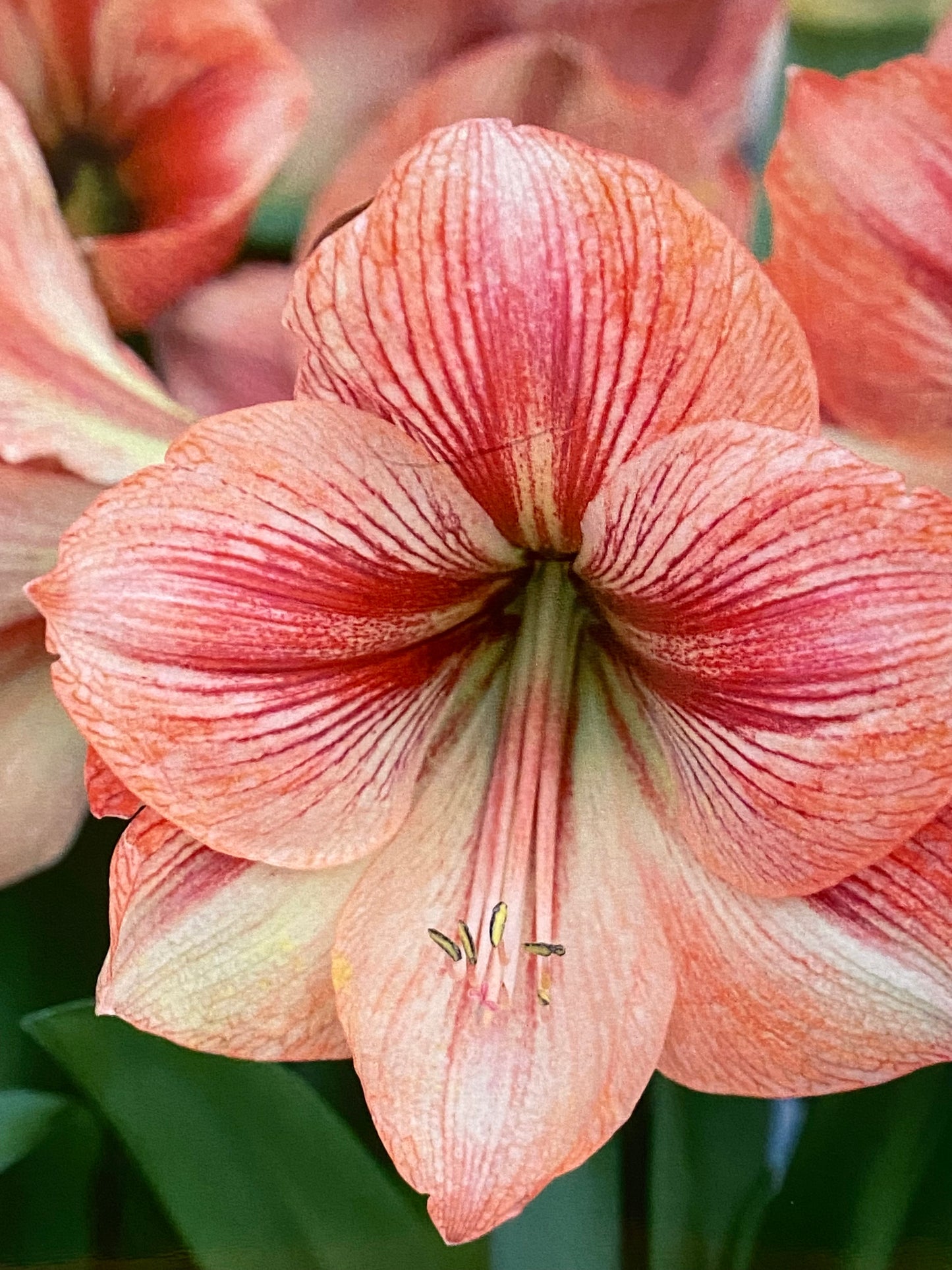 Potted Amaryllis