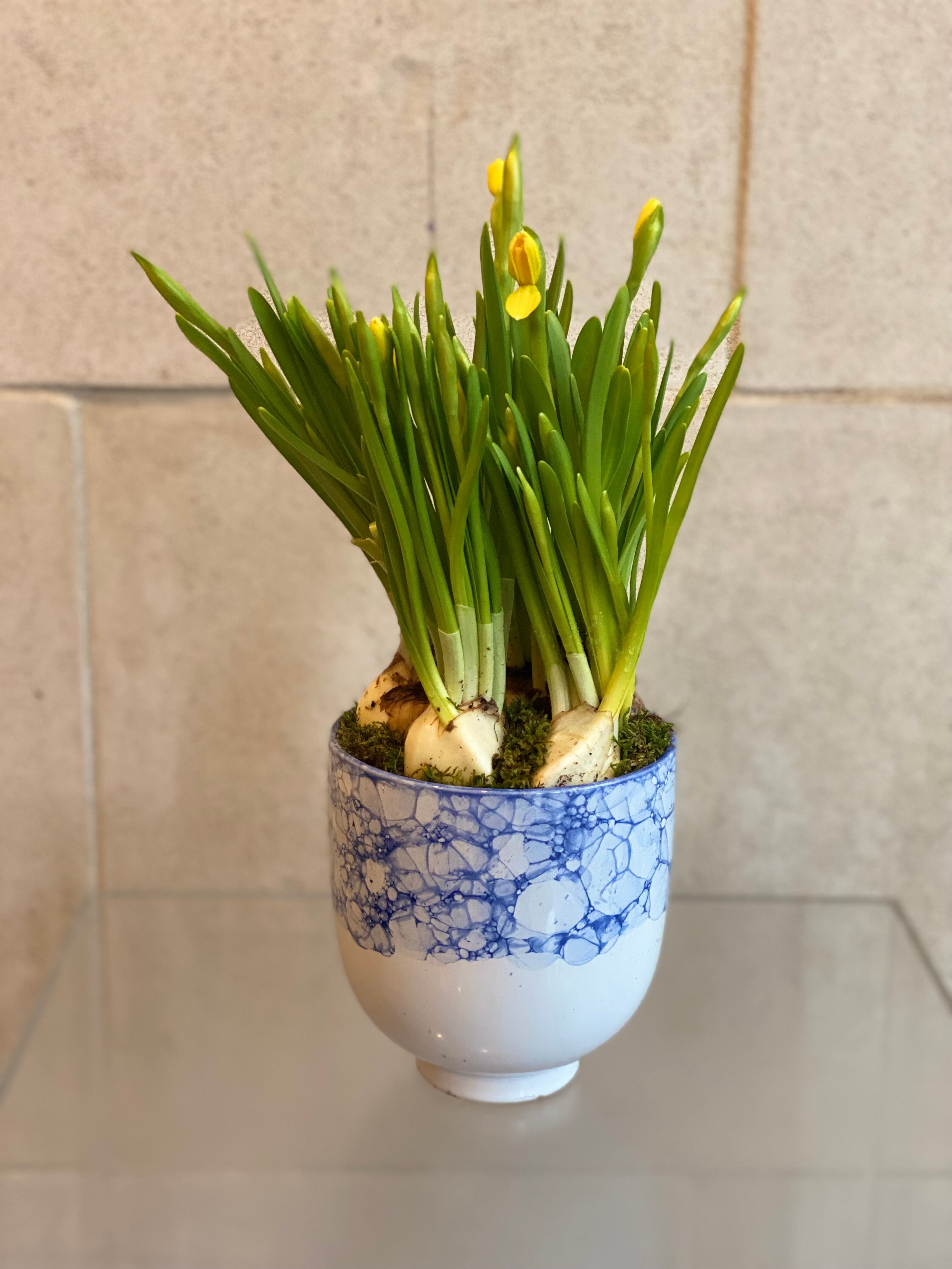 Mini Daffodils in Blue & White Pot