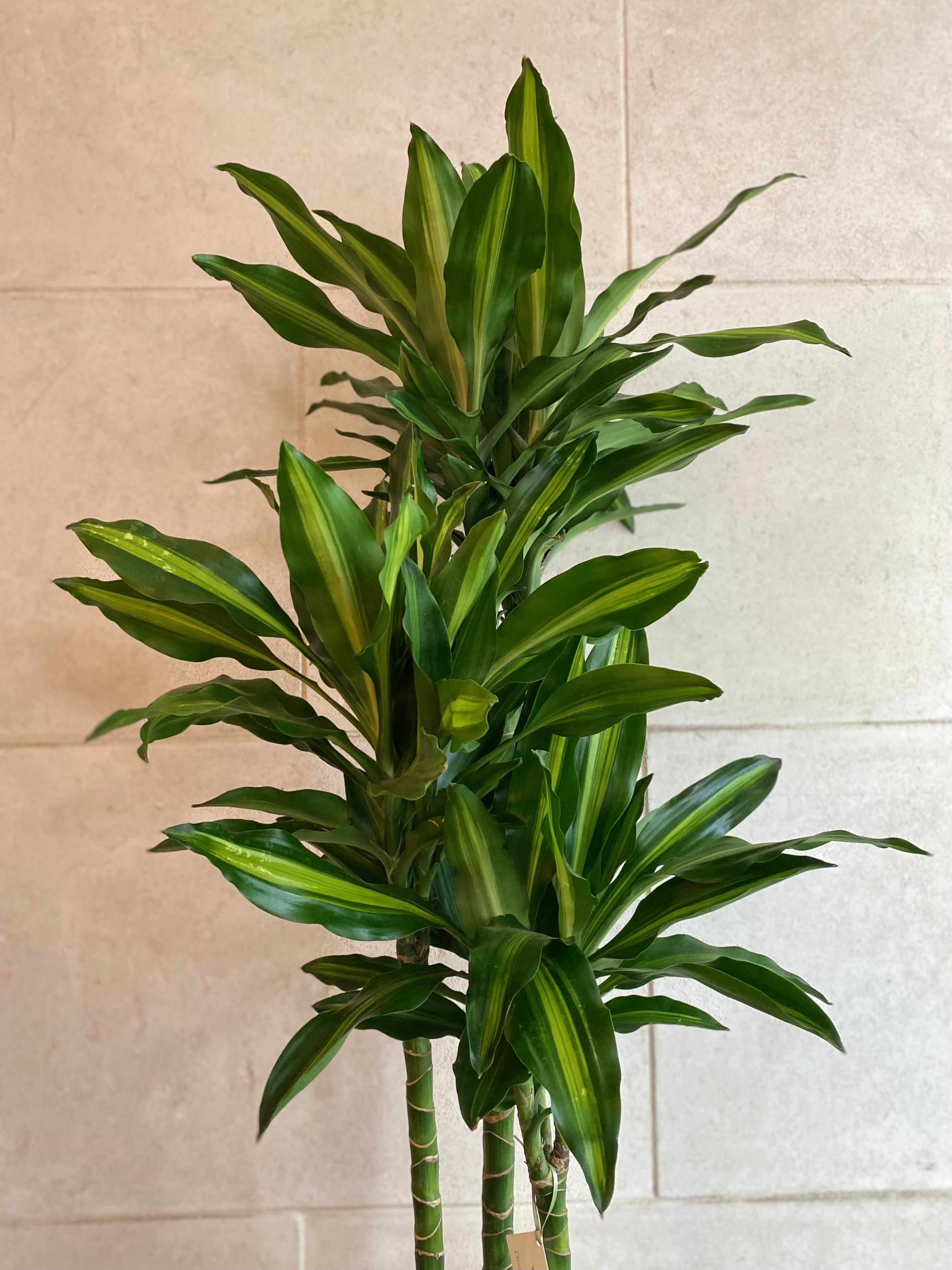 Dracaena Elegance