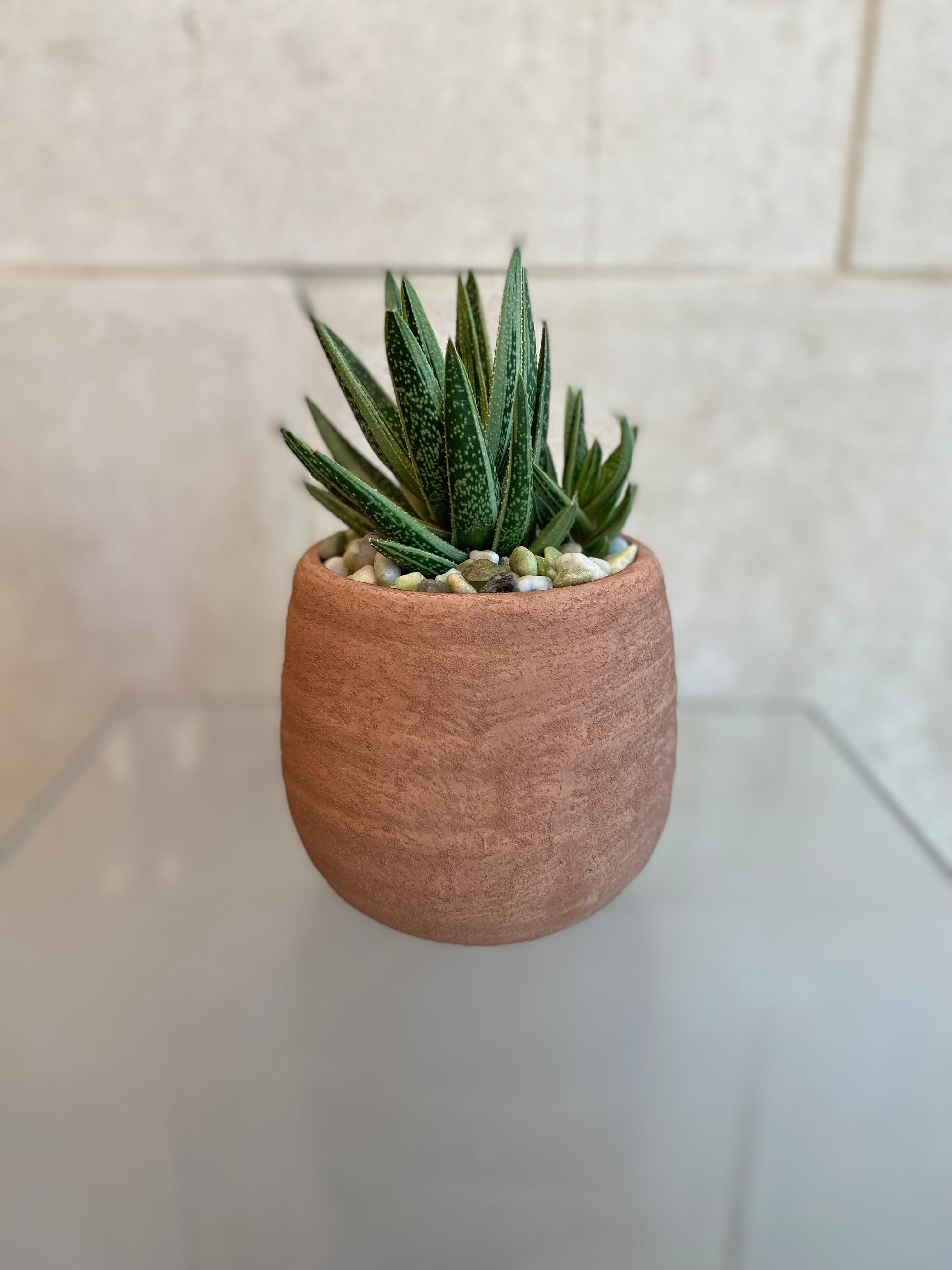 Succulent Collection