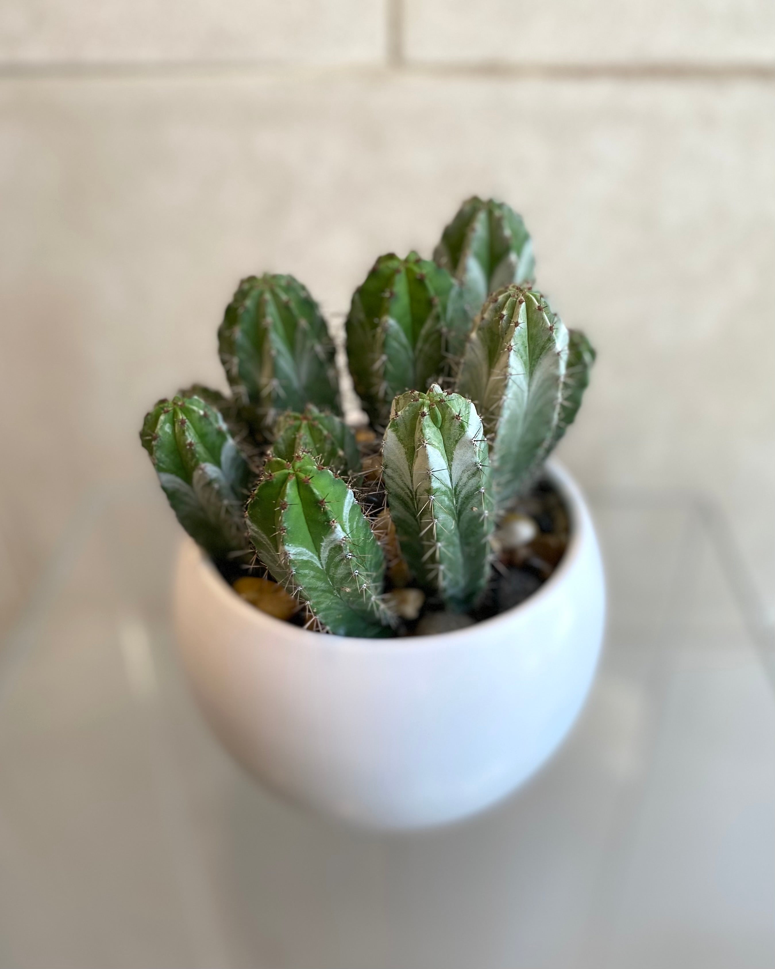 Cactus in 6” Ceramic Pots