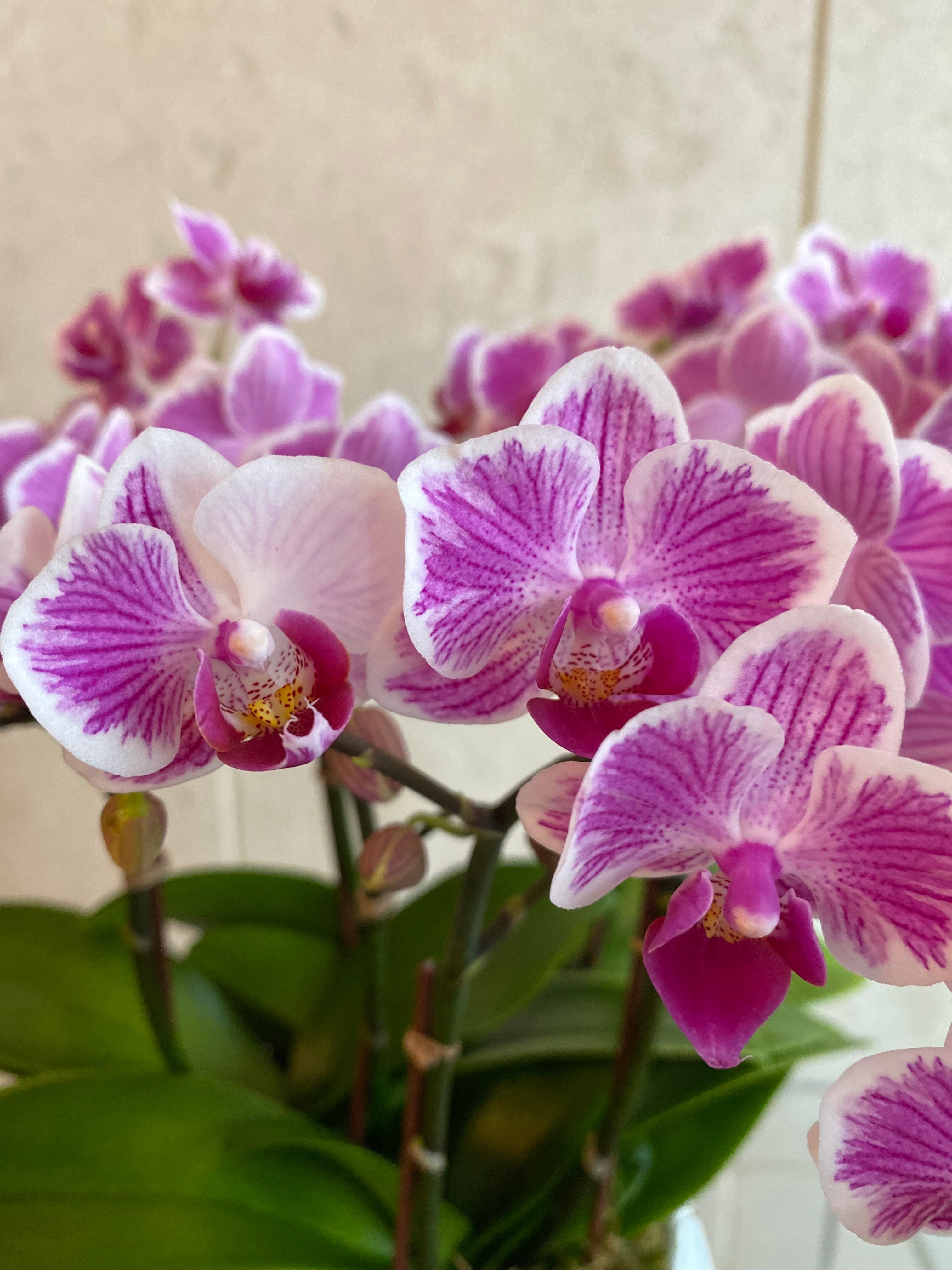 Orchid Radiance Mini Trio