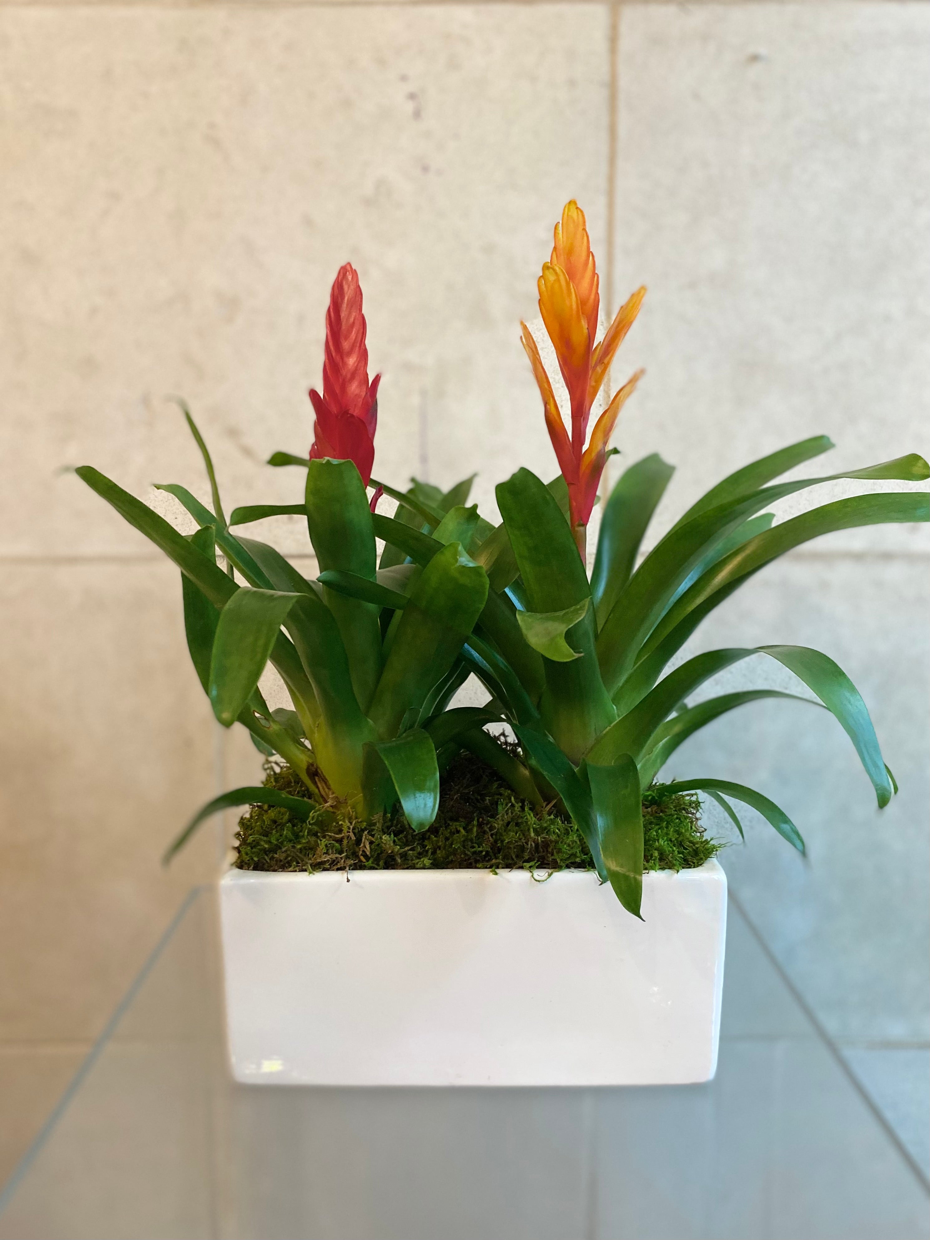 Tropical Bromeliad Trio