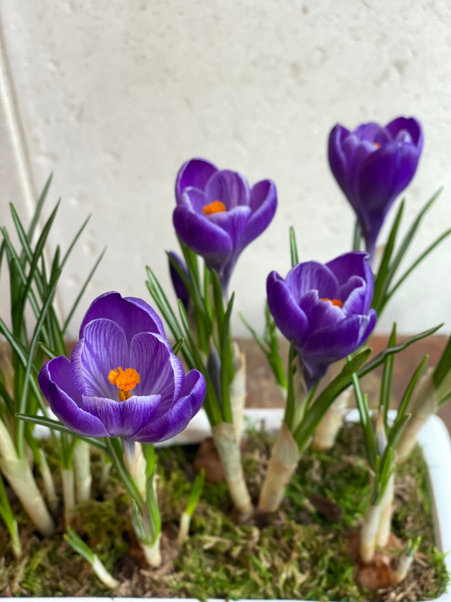 Purple crocus Planter