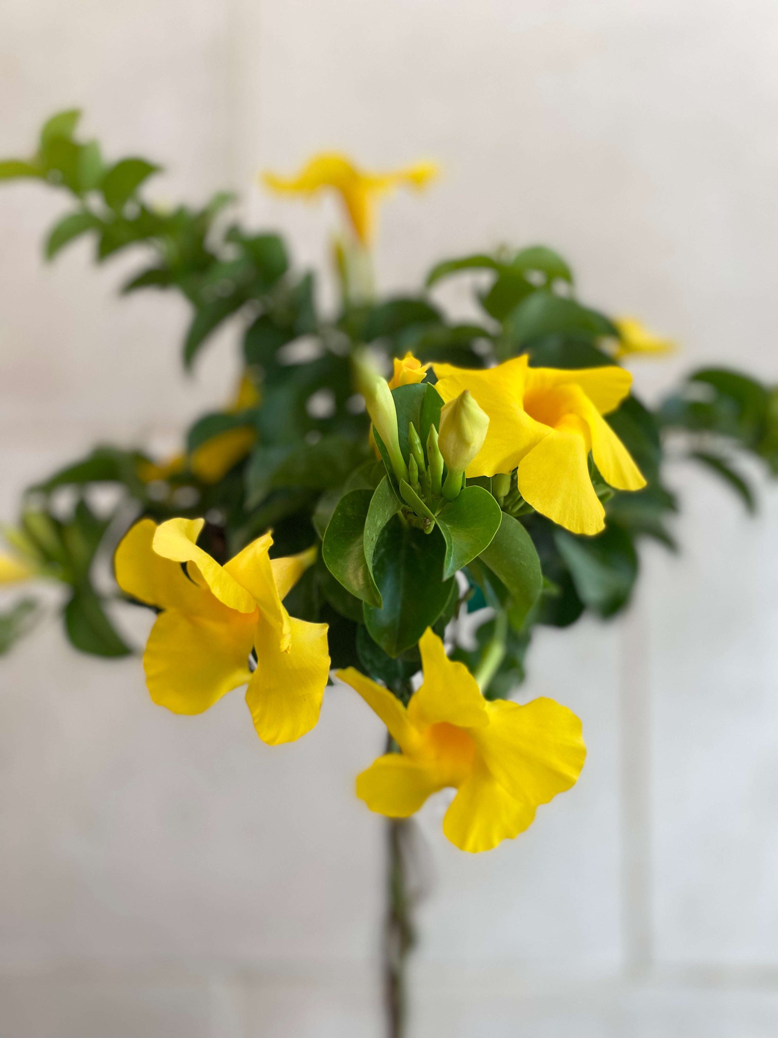 Mandevilla Tree
