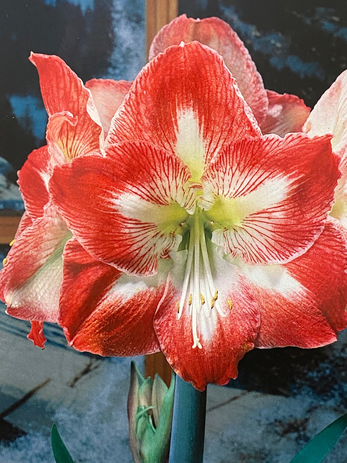 Potted Amaryllis