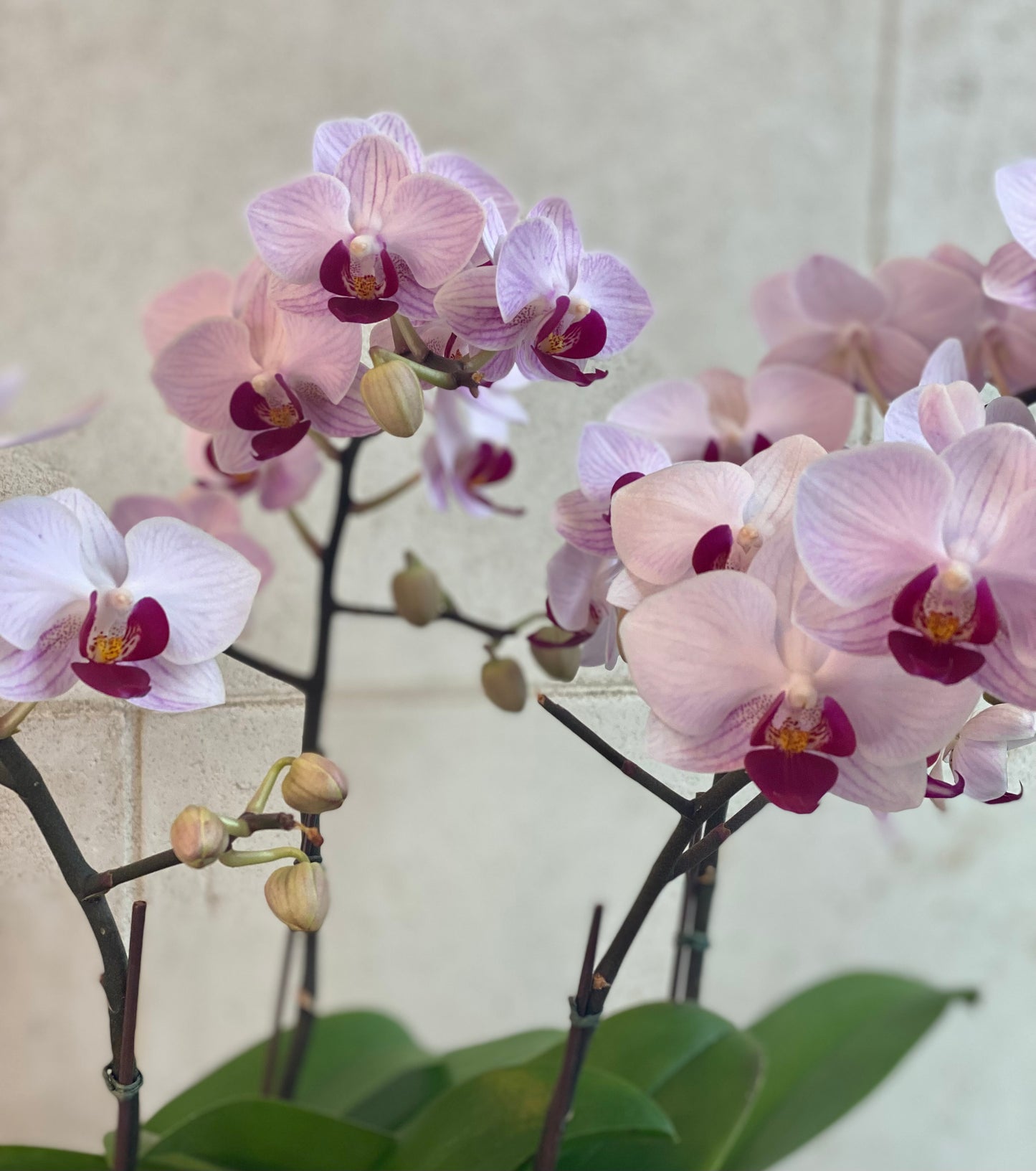 Mini Orchid Arrangement Pink