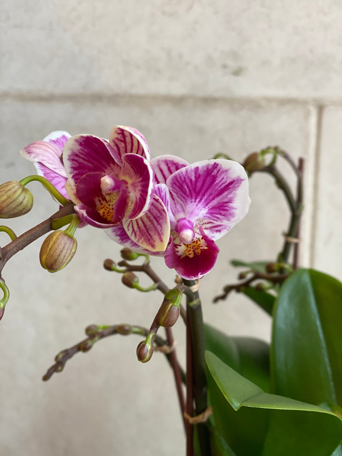 Mini Variegated Orchid Trio