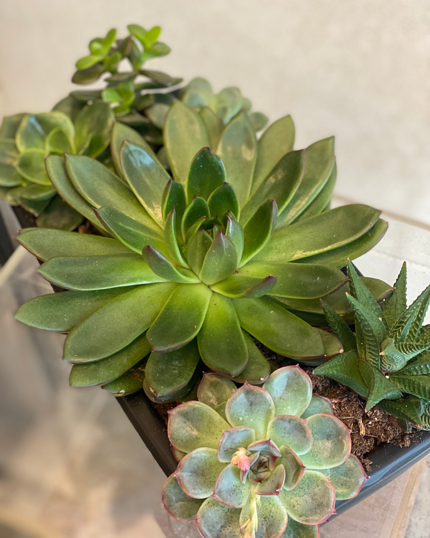 Elegant Succulent Arrangement