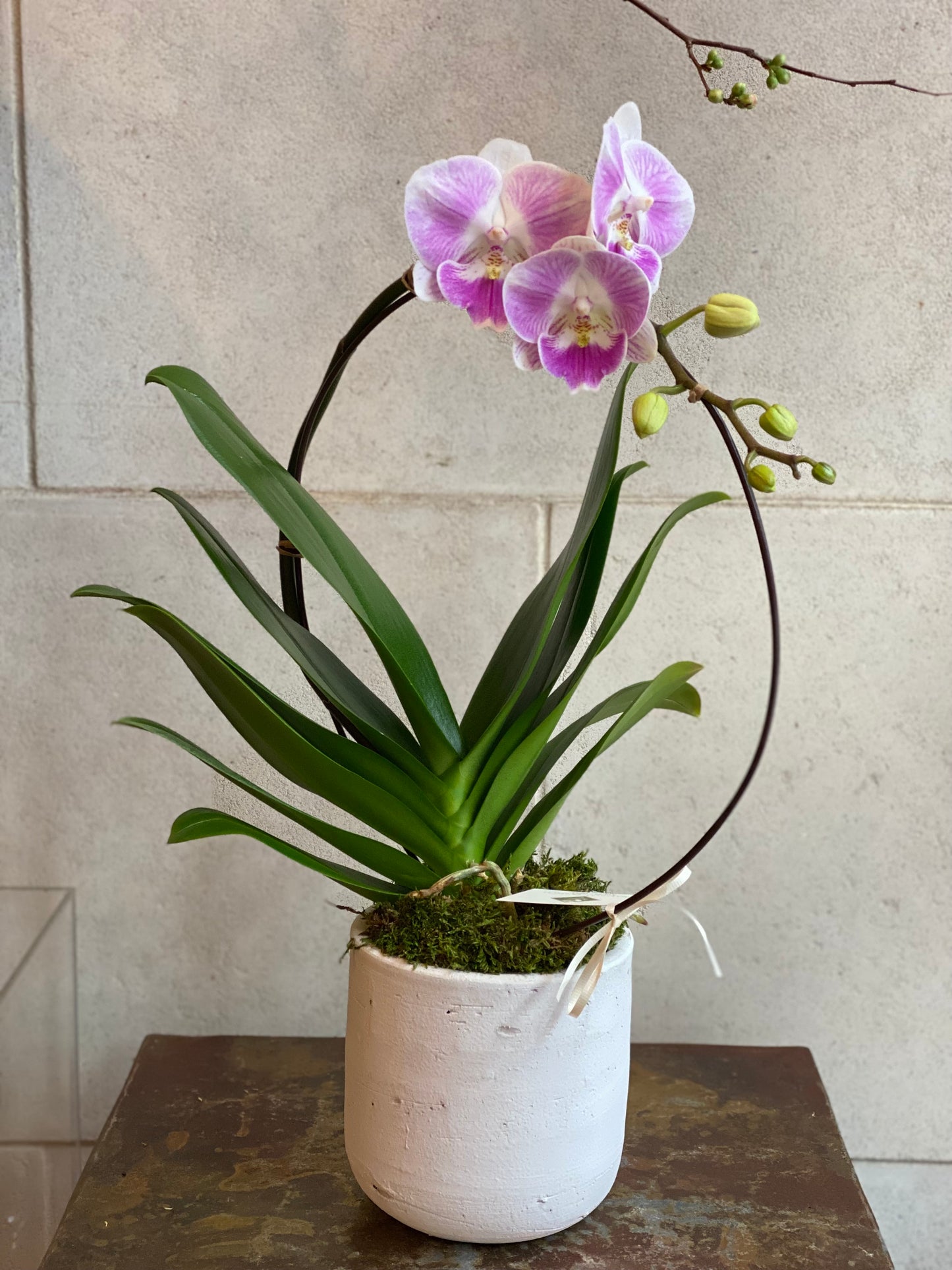 Orchid in Circular Display