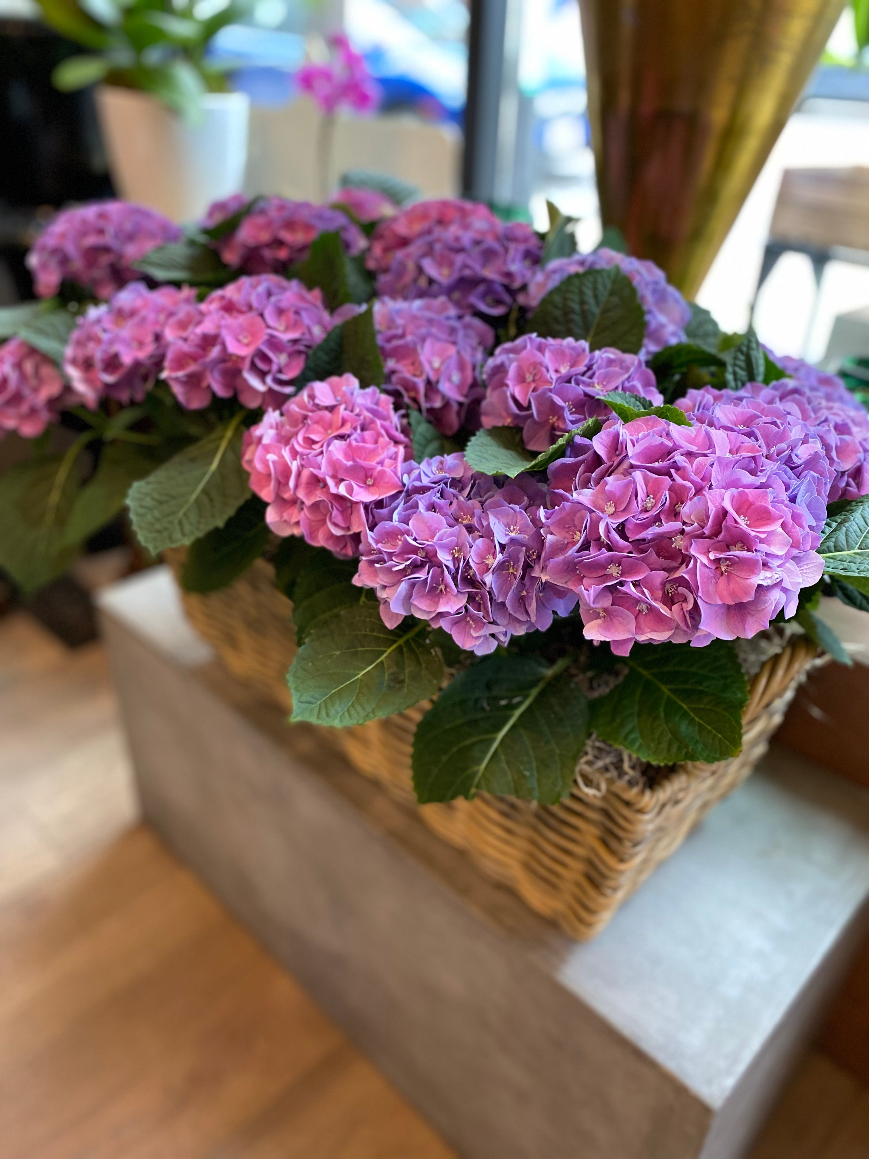 Spring Hydrangea Basket