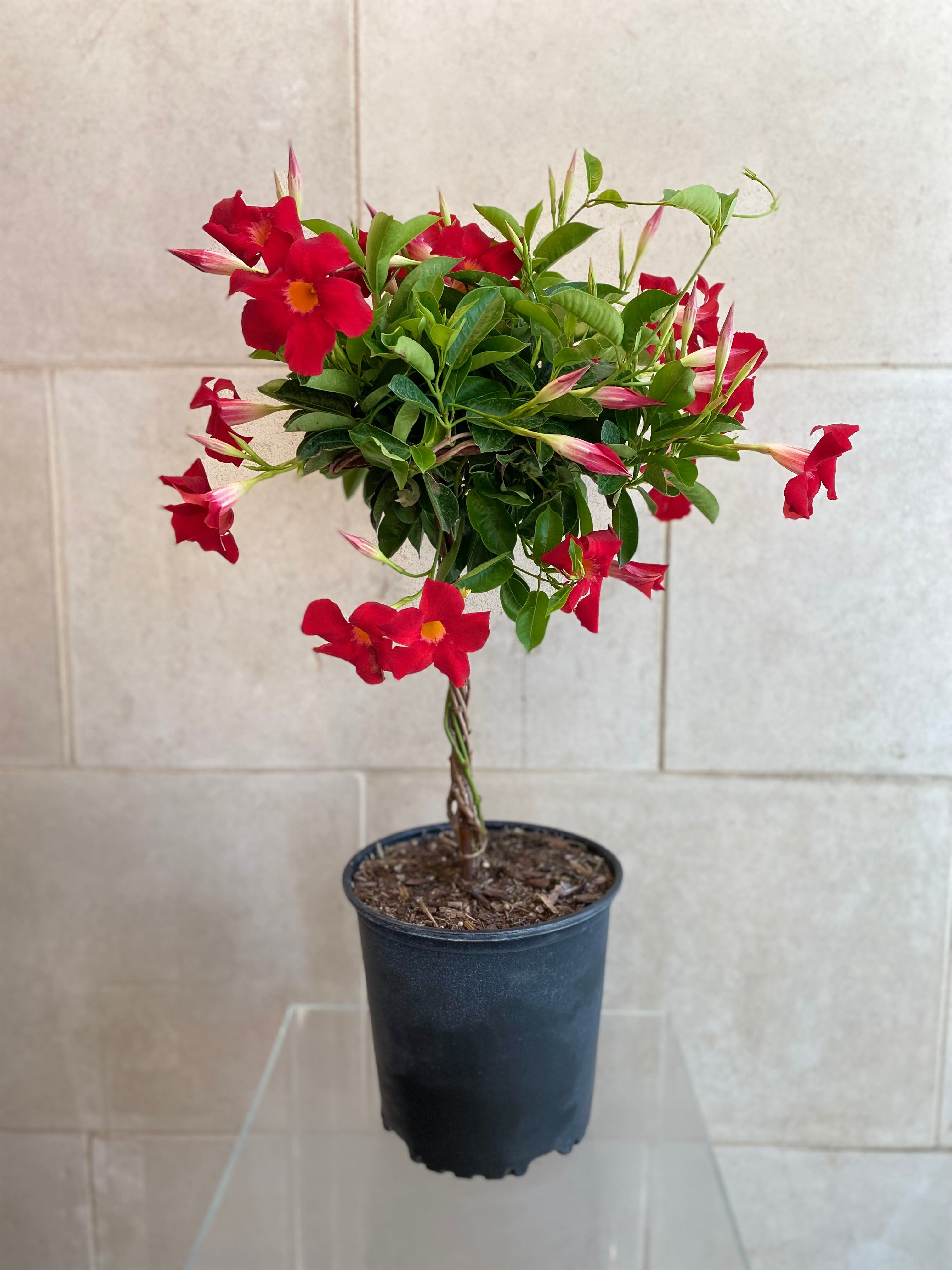 Mandevilla Tree