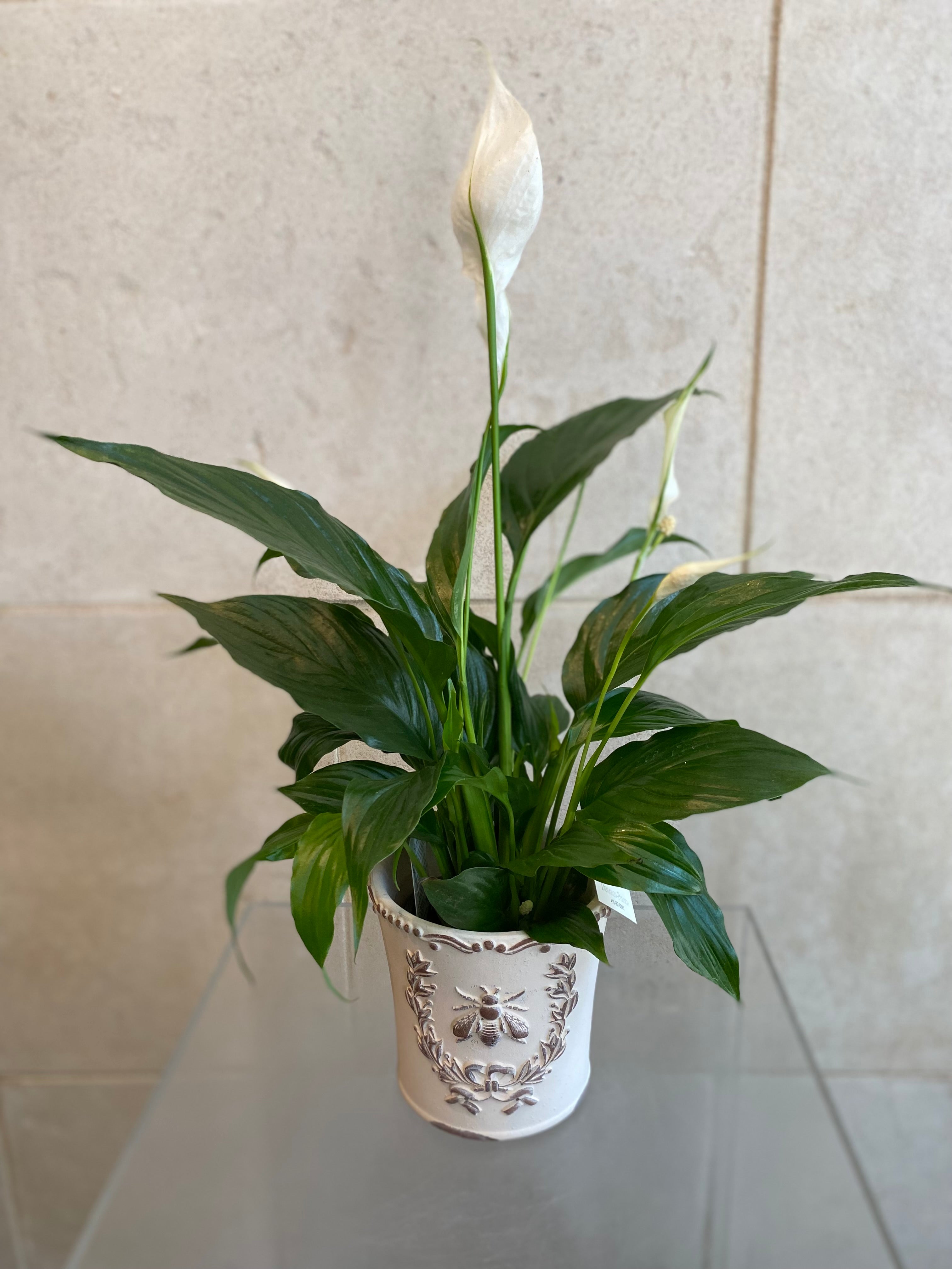 Peace Lily