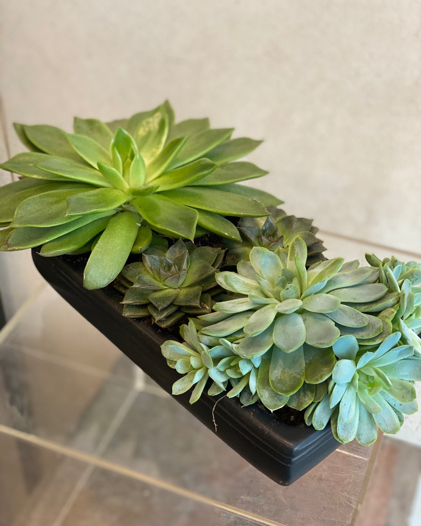 Elegant Succulent Arrangement