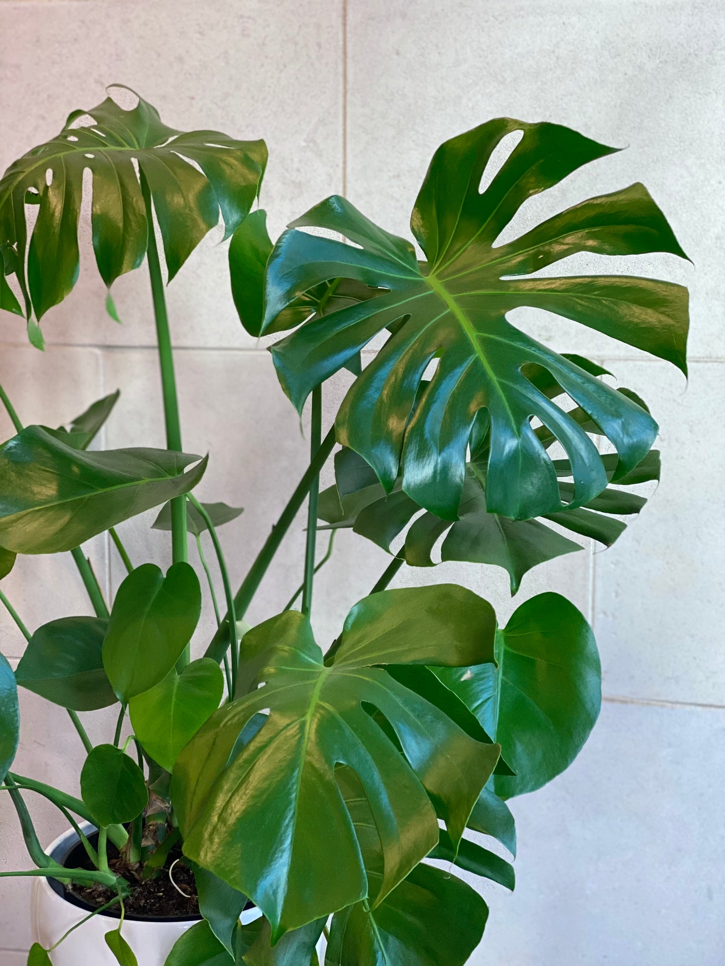 Large Monstera plant in ceramic pot