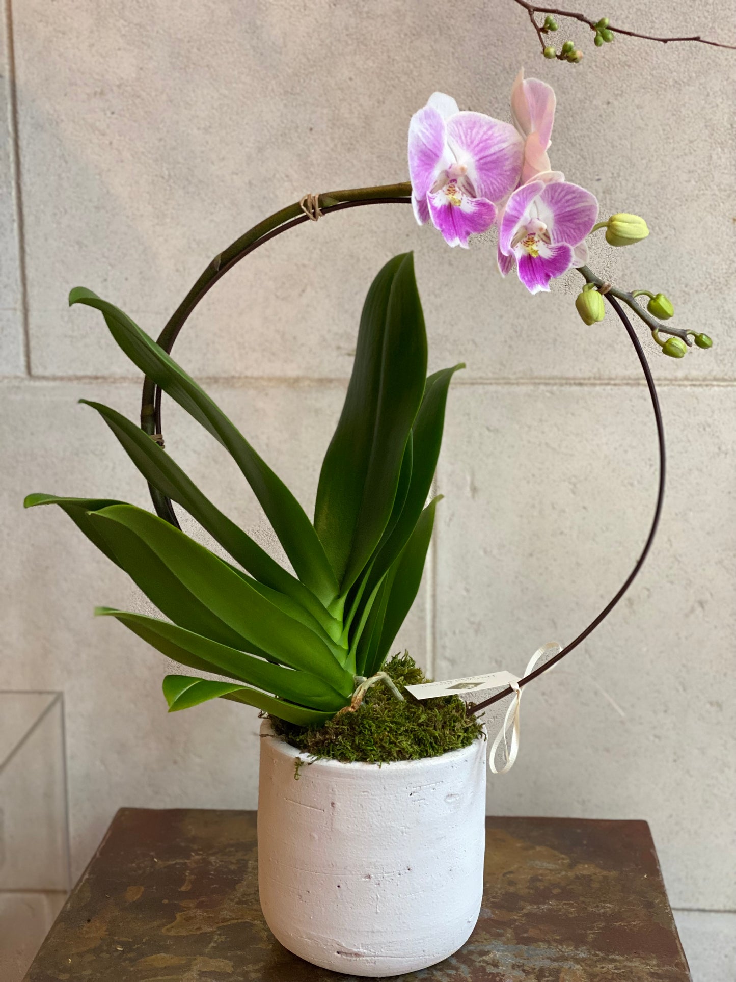 Orchid in Circular Display