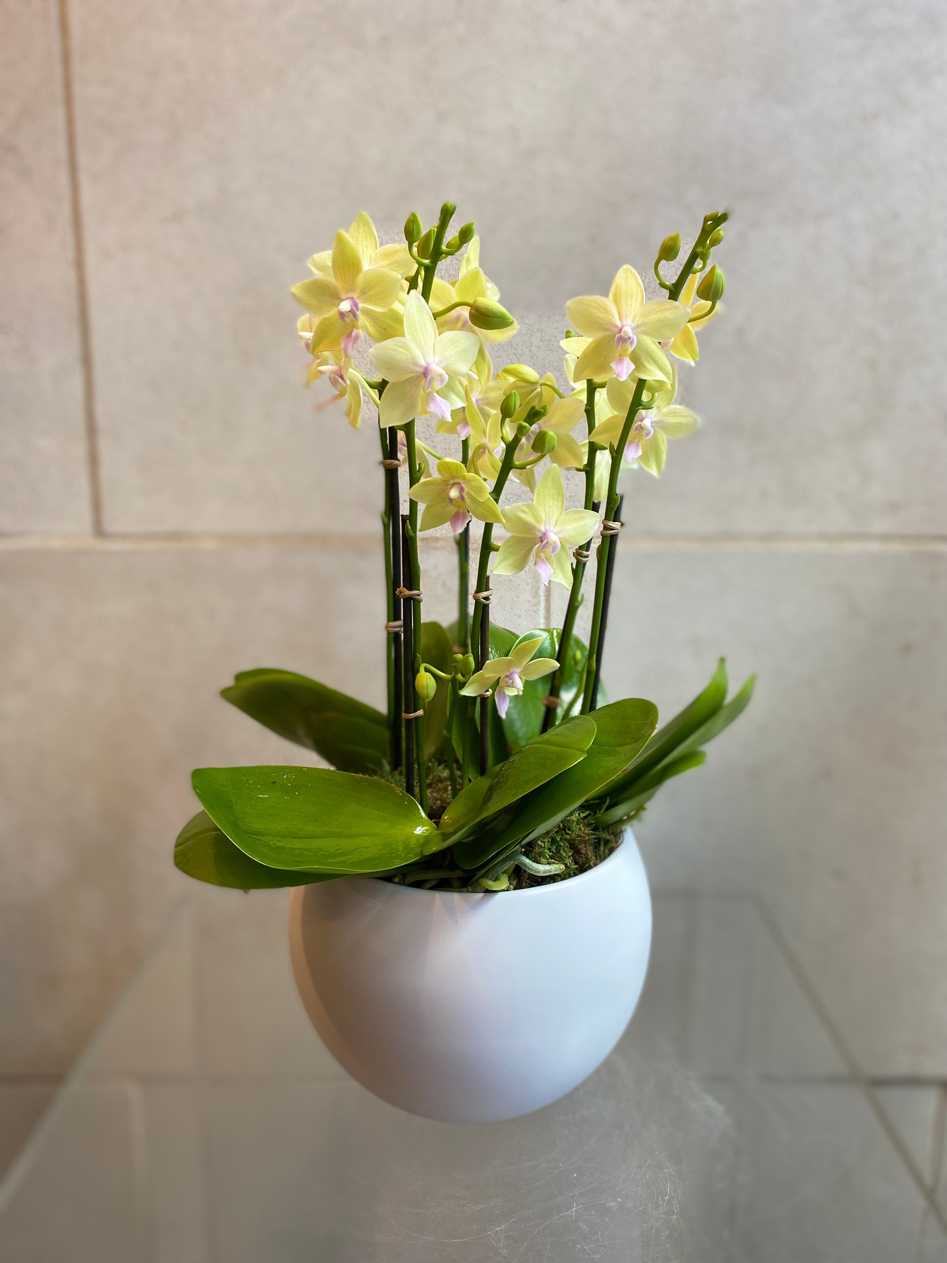 Mini Pastel Phalaenopsis