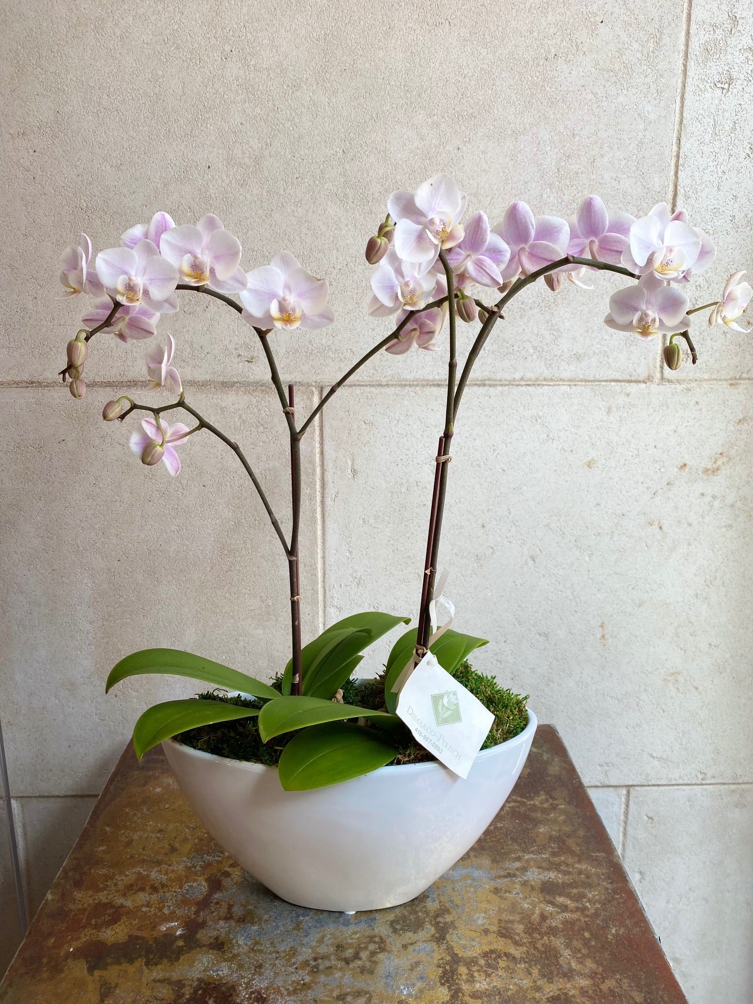 Double Mini Orchid Garden