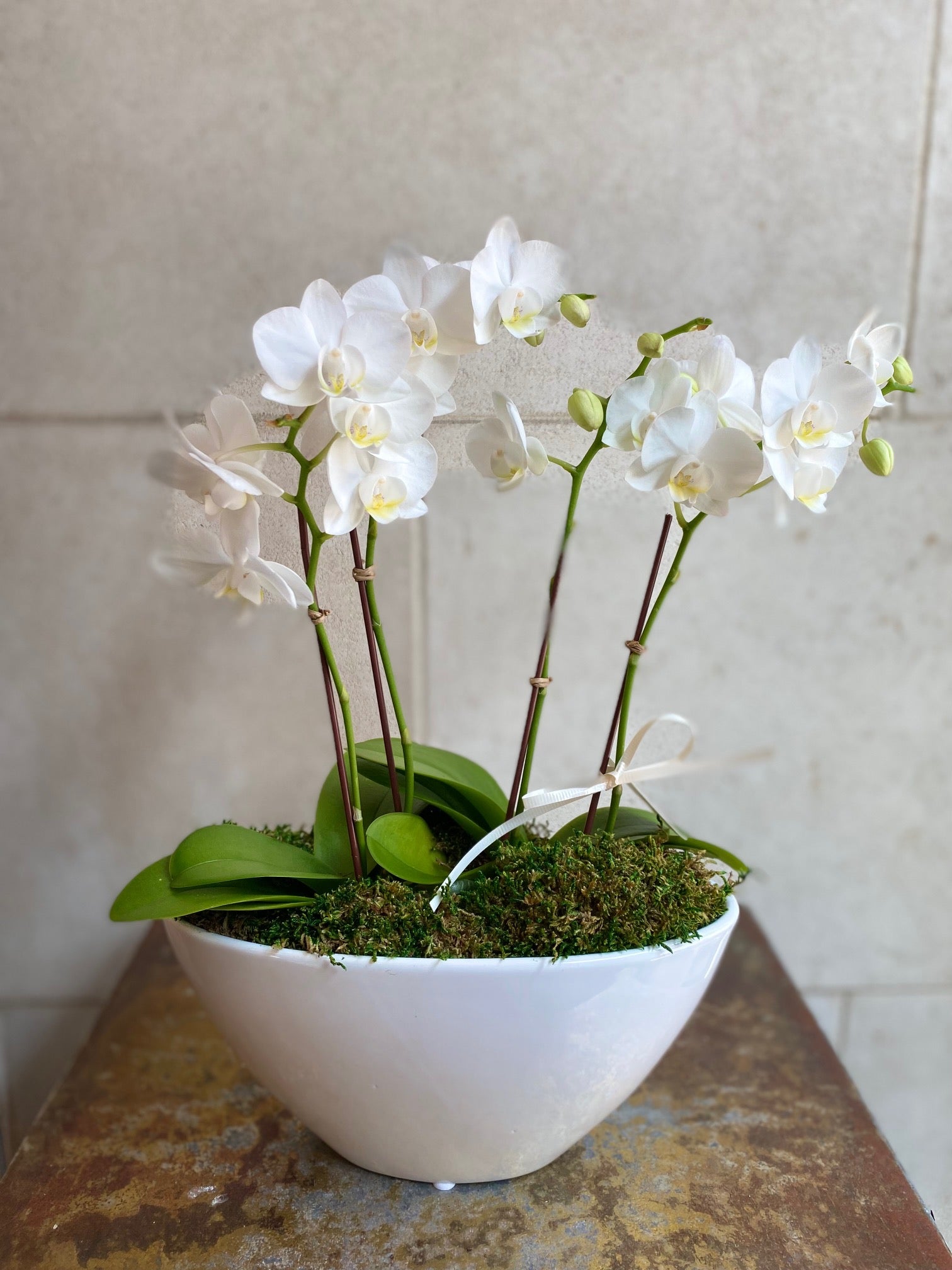 Double Mini Orchid Garden