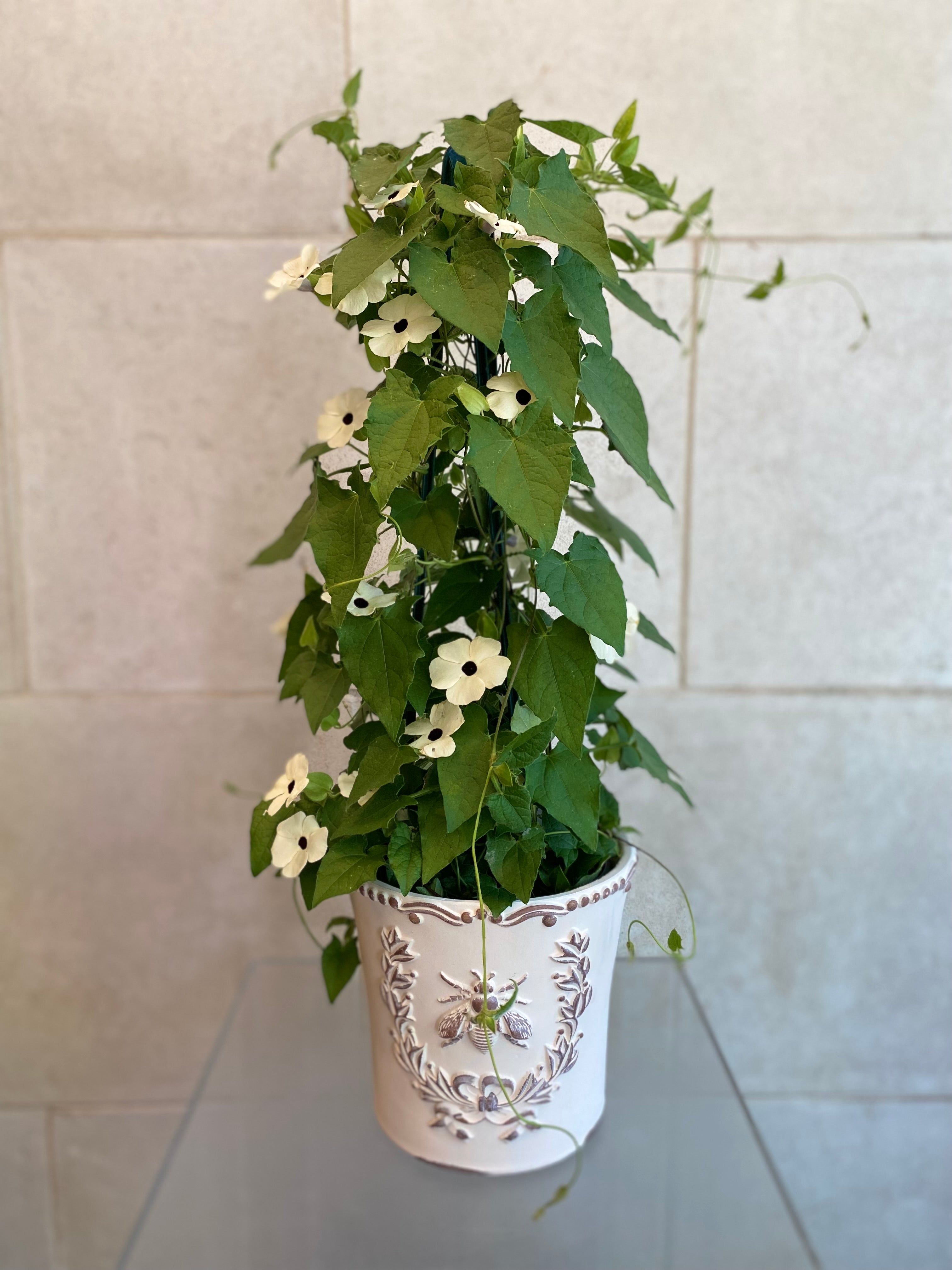 Black Eyed Susan Vine