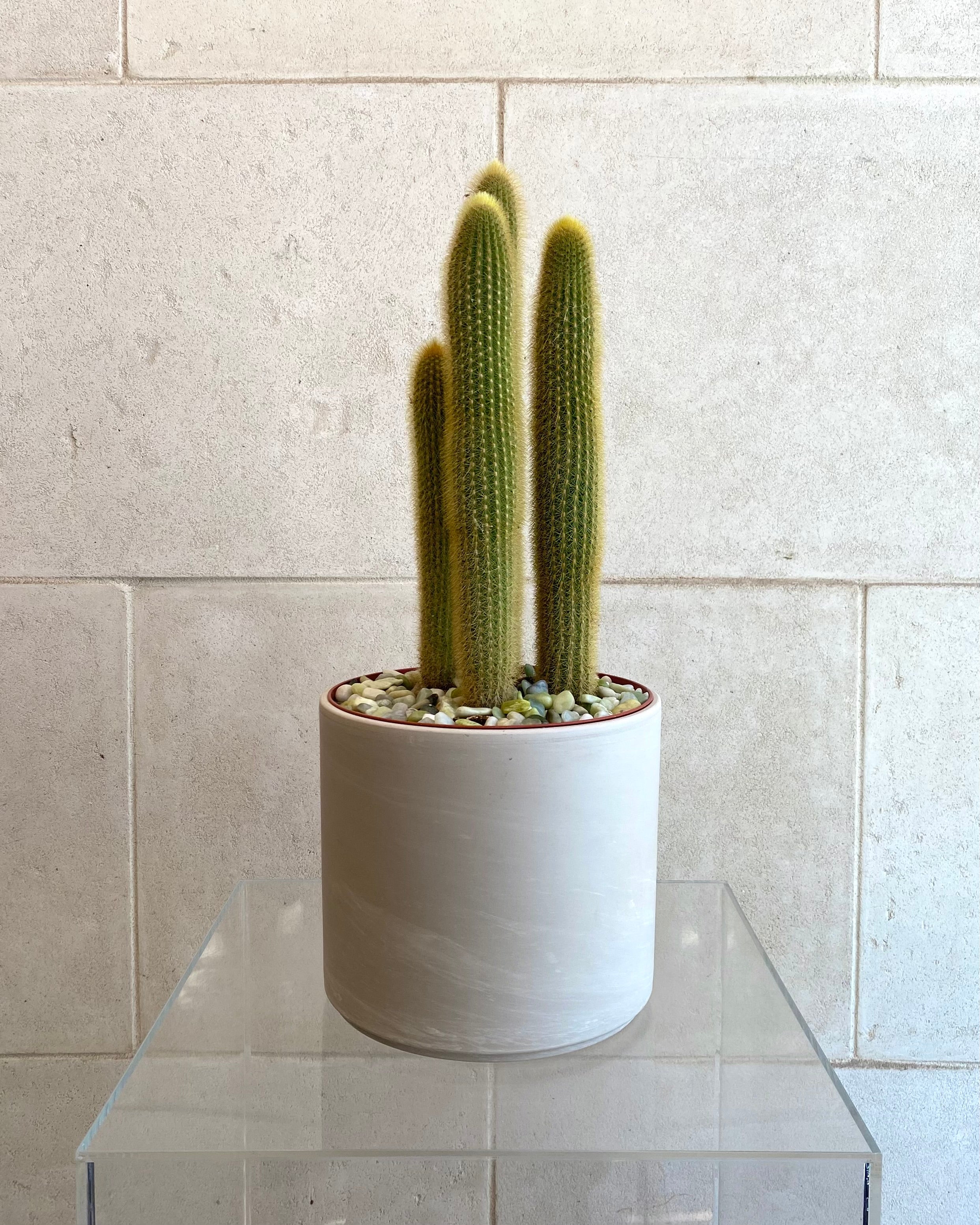 Assorted cactus in Ceramic Pot
