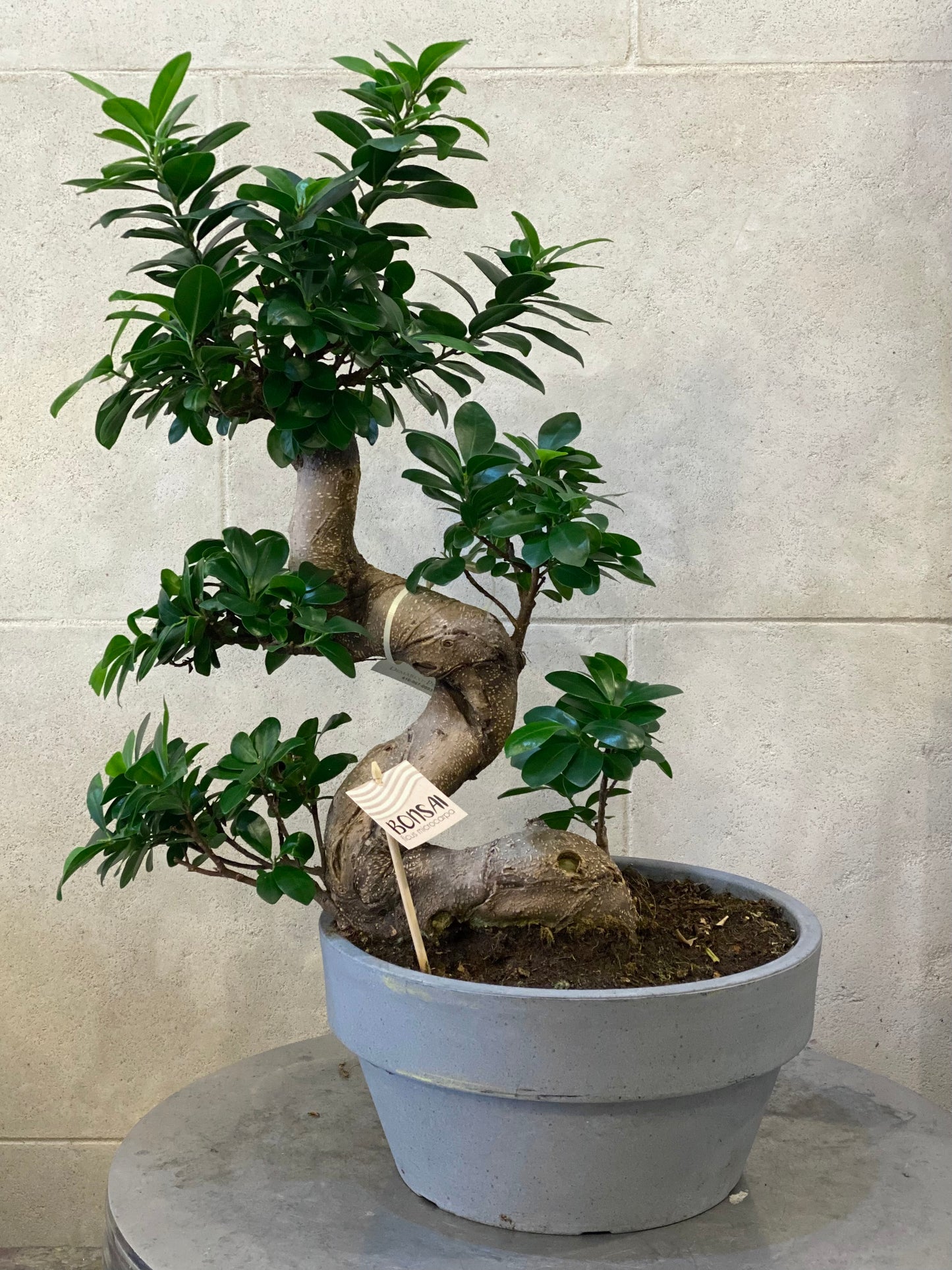 Ficus Bonsai