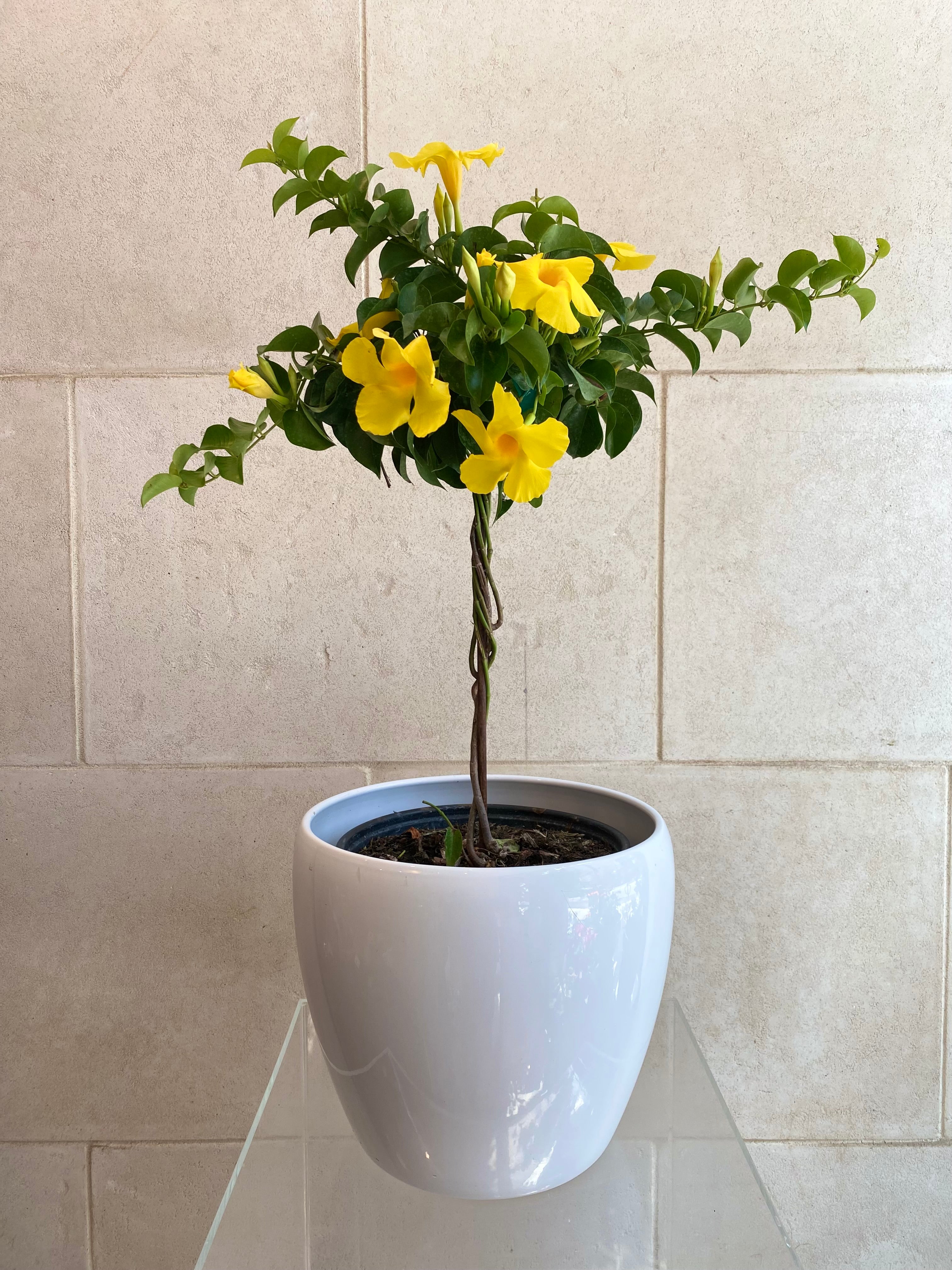 Mandevilla Tree
