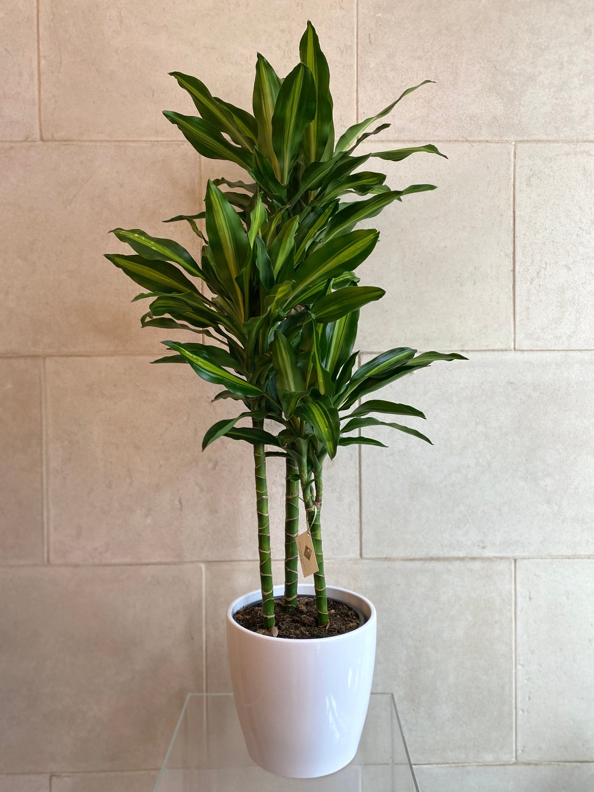 dracaena cane elegance Dracaena Elegance