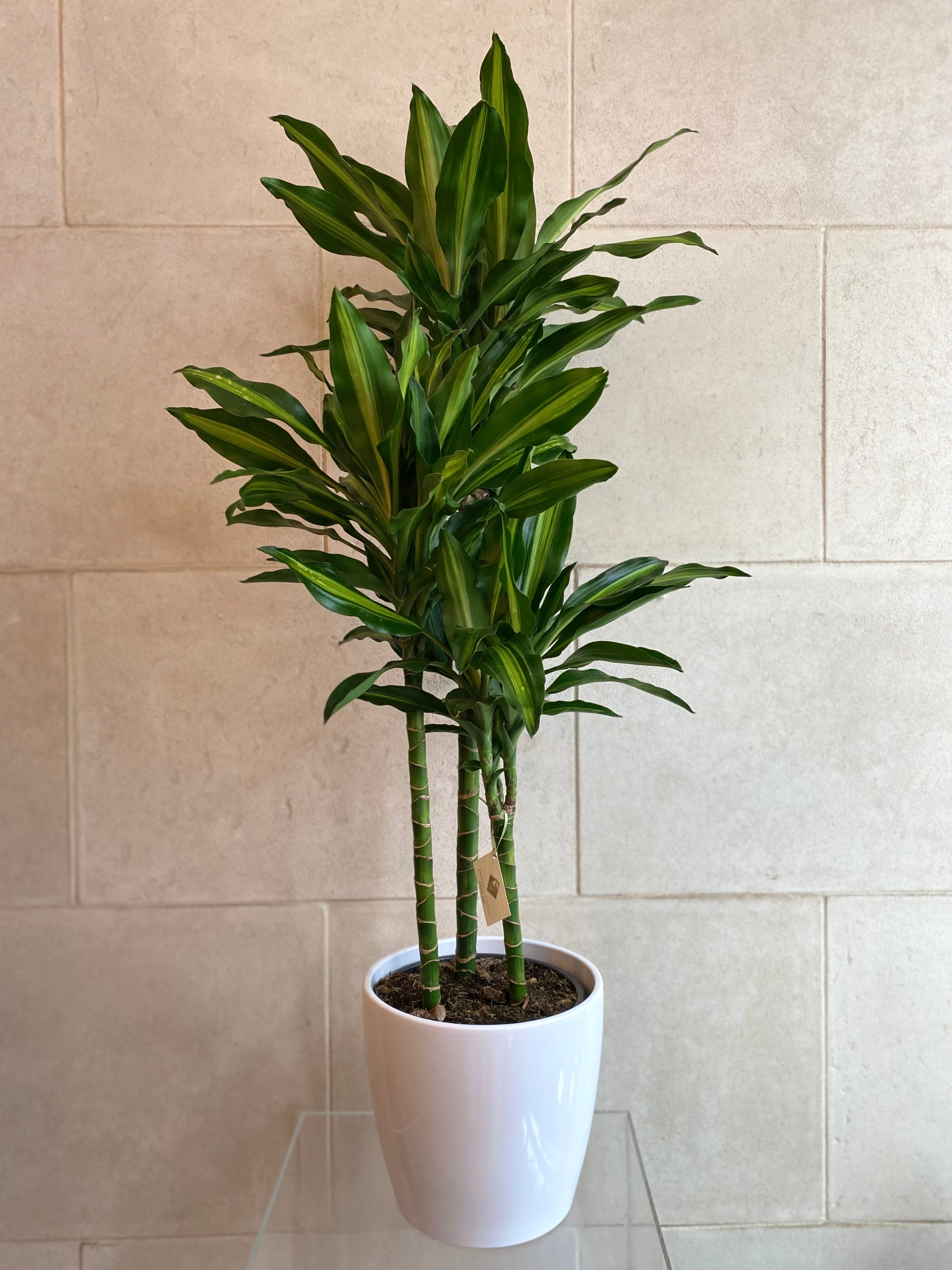 Dracaena Elegance