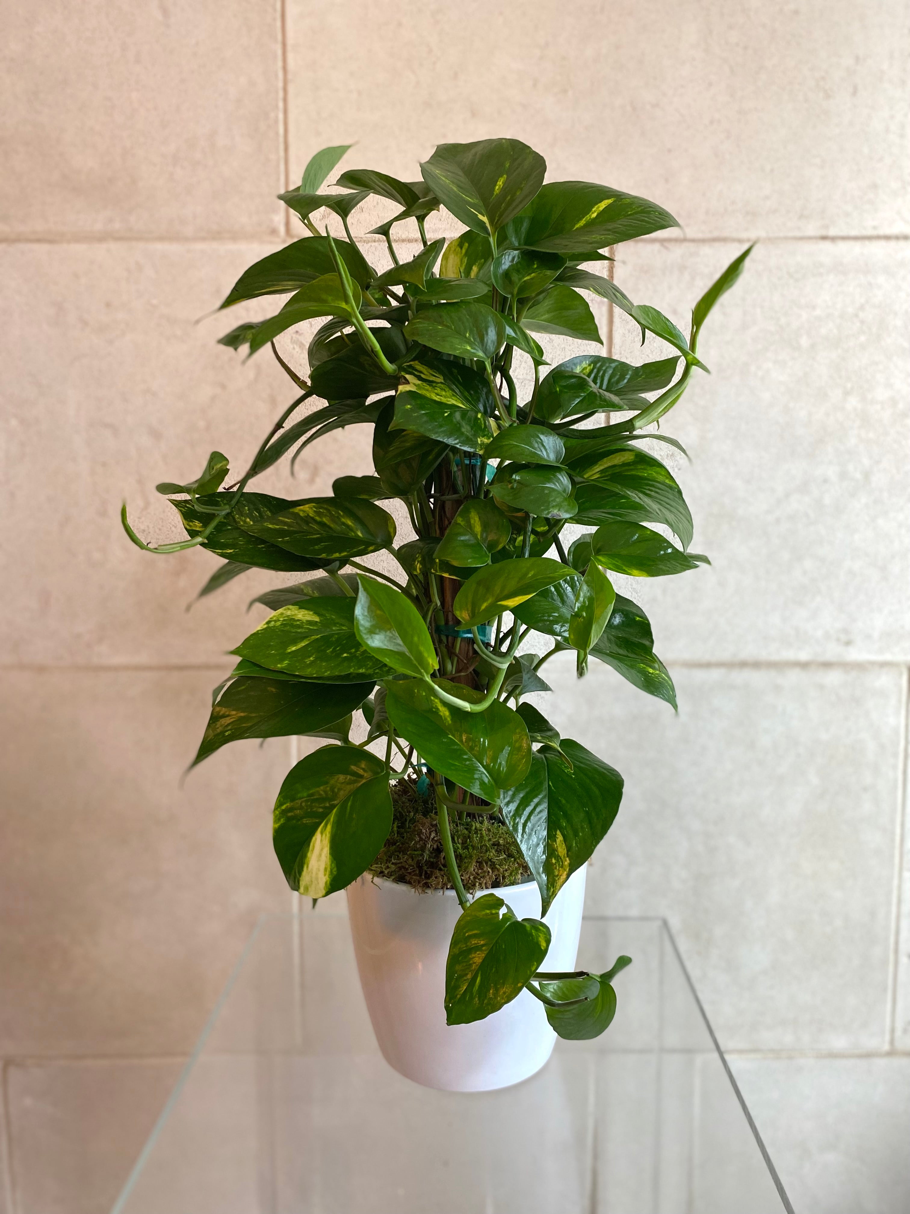 Lush Pothos