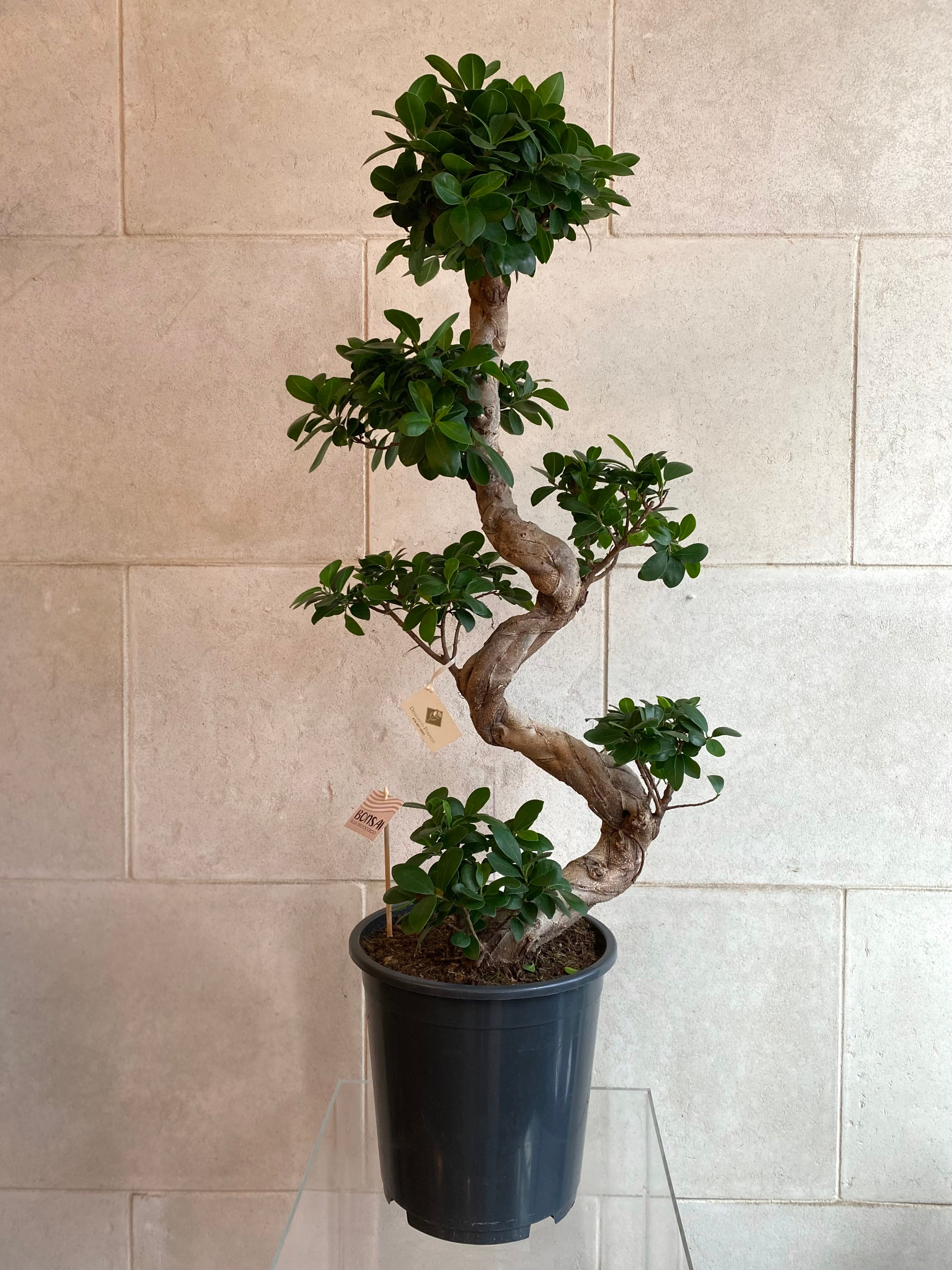 Majestic Ficus Bonsai