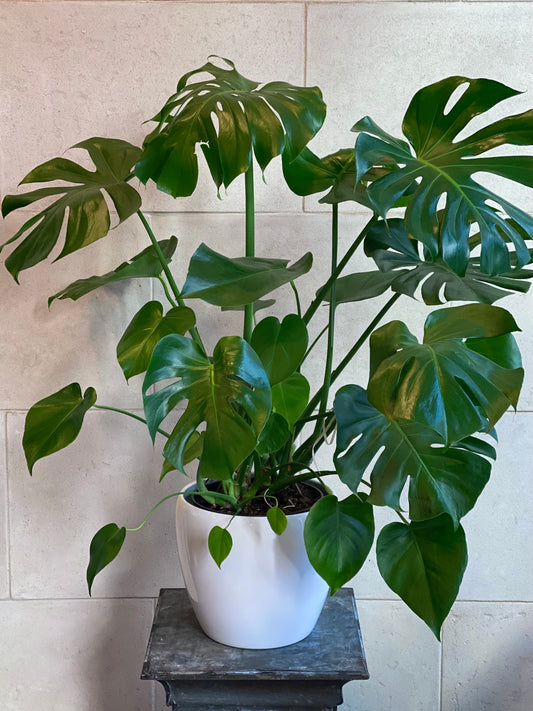 Large Monstera plant in ceramic pot