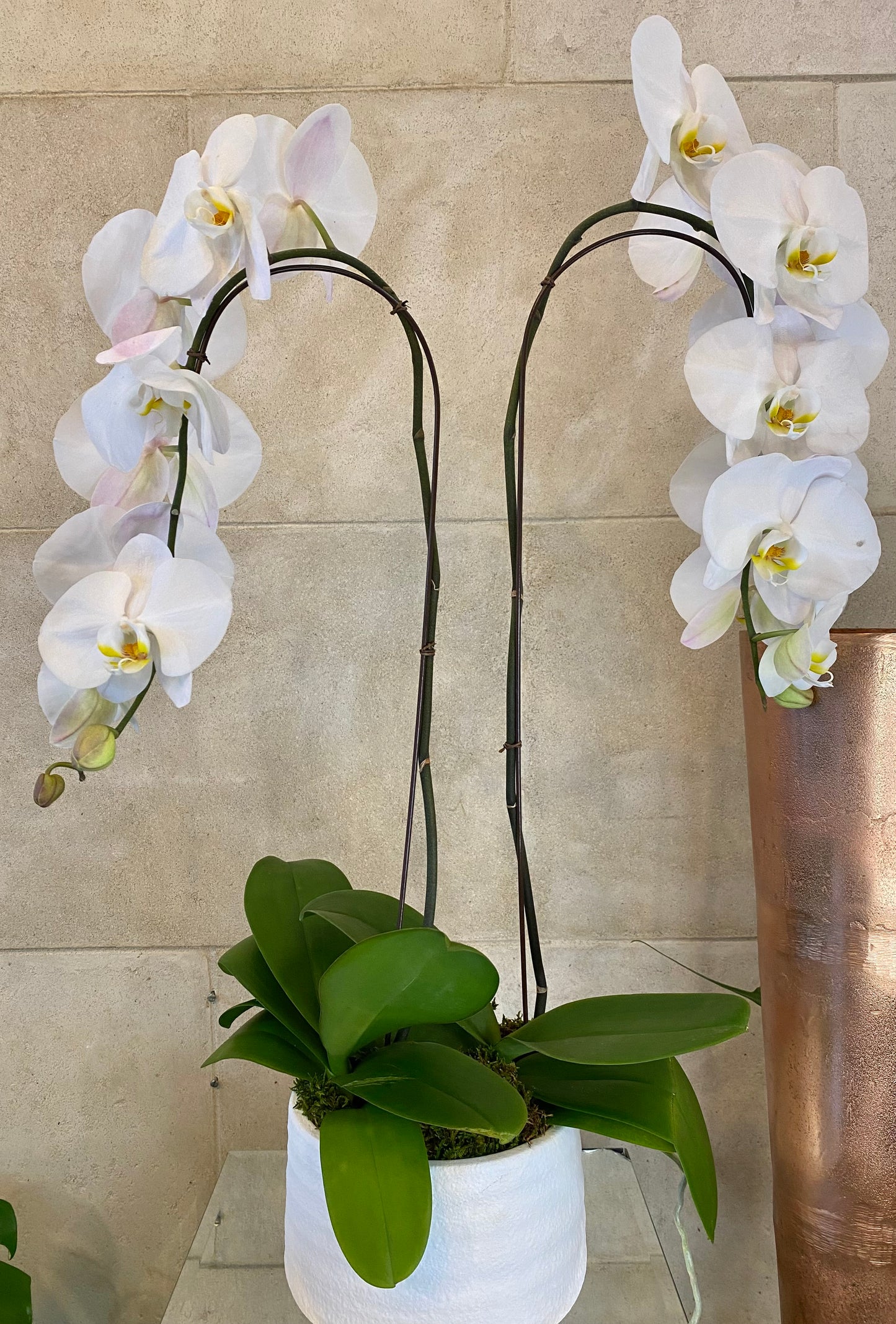 Premium double stem white orchid