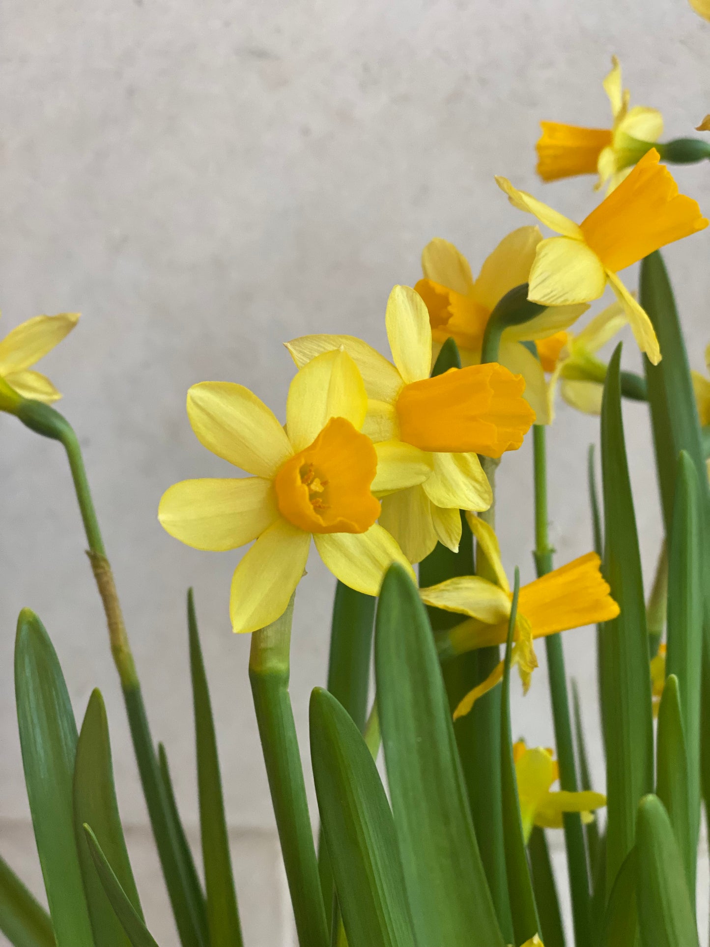 Daffodil garden